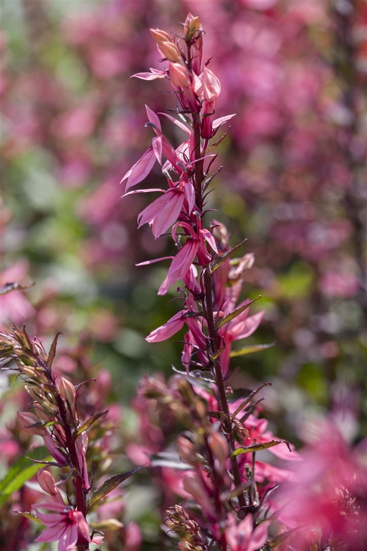 Pflanzen für Dich Staude Lobelia spec. Fan-Lachs, 1 St., Lobelie