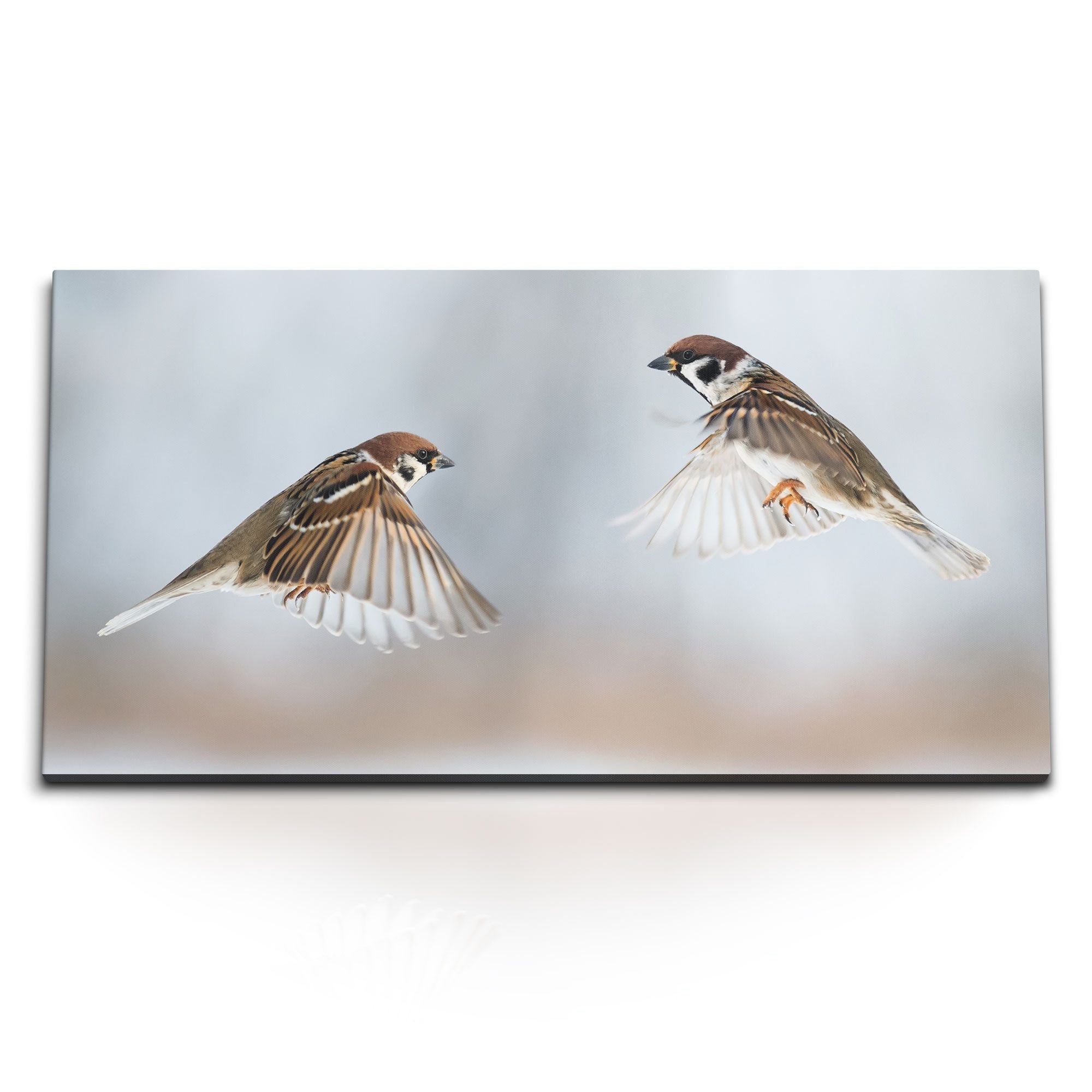 Leinwandbild Kunstdruck Bilder 120x60cm Kleine Vögel Sperlinge Haussperling Tierfot