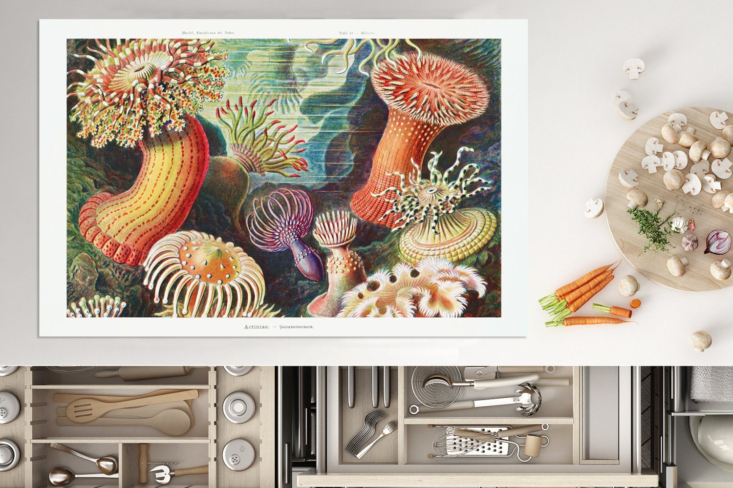 Schutz Natur Anemone Retro küche, tlg), für MuchoWow Vinyl, die Haeckel Herdblende-/Abdeckplatte - - cm, Ernst Meer, 80x52 - (1 Pflanzen Induktionskochfeld Ceranfeldabdeckung - -