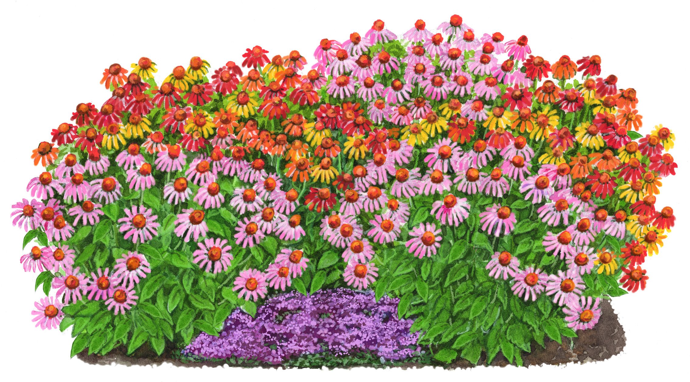 Dehner Staude Bio Stauden-Set Sonnenhüte, 12 Pflanzen, je 5-20 cm, Ø Topf je 9 cm, mehrjährige und insektenfreundliche bunte Sommerstauden