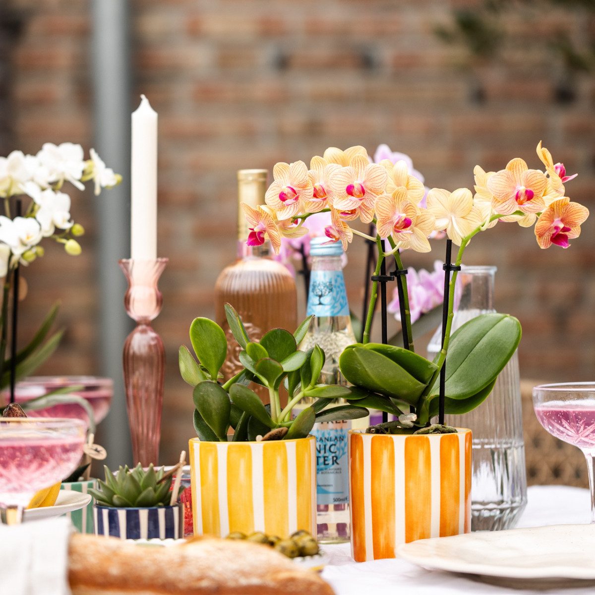 Exotenherz Zimmerpflanze Orange Phalaenopsis Orchidee Bolzano+Painted Strip günstig online kaufen