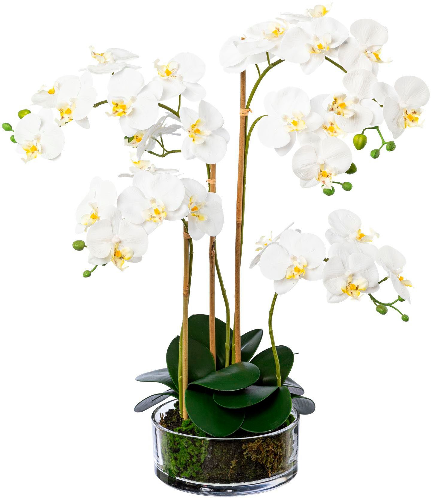 Kunstorchidee Phalaenopsis im Glas Orchidee Phalaenopsis, Creativ green,  Höhe 50 cm