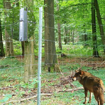 TRUTZHOLM Zaunpfosten Z-Profil Zaunpfosten 2 m verzinkt 30x Zaunpfähle inkl. Haken Forstprof, (30-St)