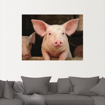 Artland Wandbild Vorwitziges Schwein, Haustiere (1 St), als Leinwandbild, Wandaufkleber in verschied. Größen