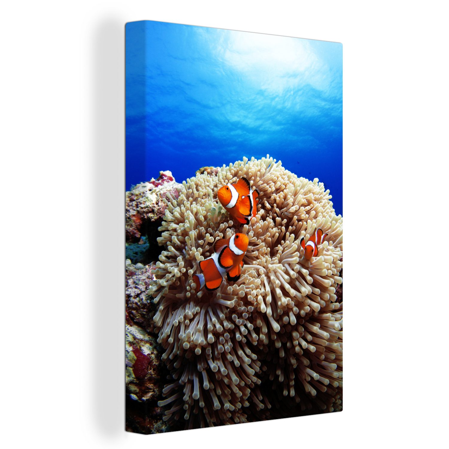 OneMillionCanvasses® Leinwandbild Drei Clownfische in Korallen, (1 St), Leinwandbild fertig bespannt inkl. Zackenaufhänger, Gemälde, 20x30 cm