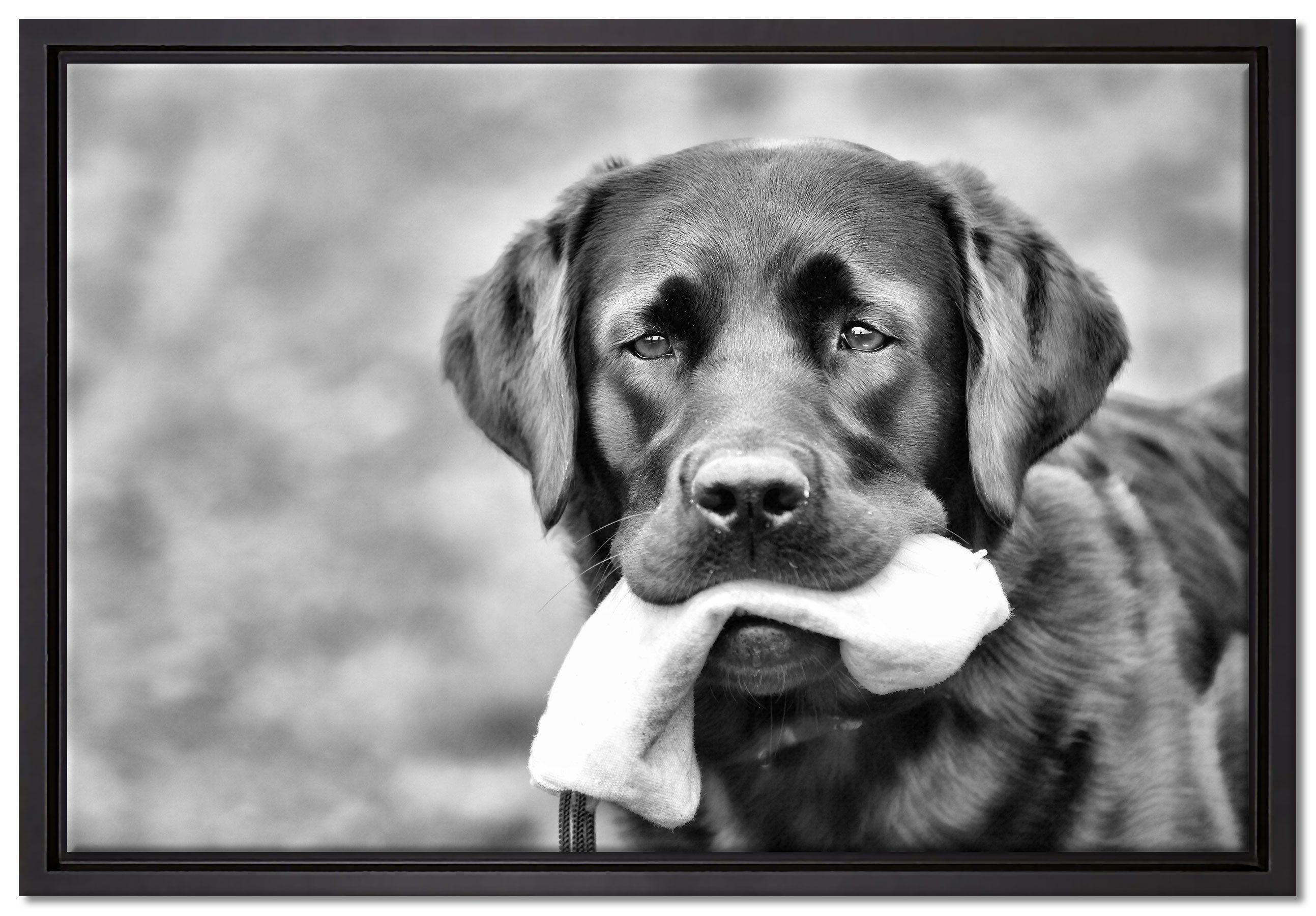 Pixxprint Leinwandbild schwarzer Labrador mit Spielzeug, Wanddekoration (1 St), Leinwandbild fertig bespannt, in einem Schattenfugen-Bilderrahmen gefasst, inkl. Zackenaufhänger