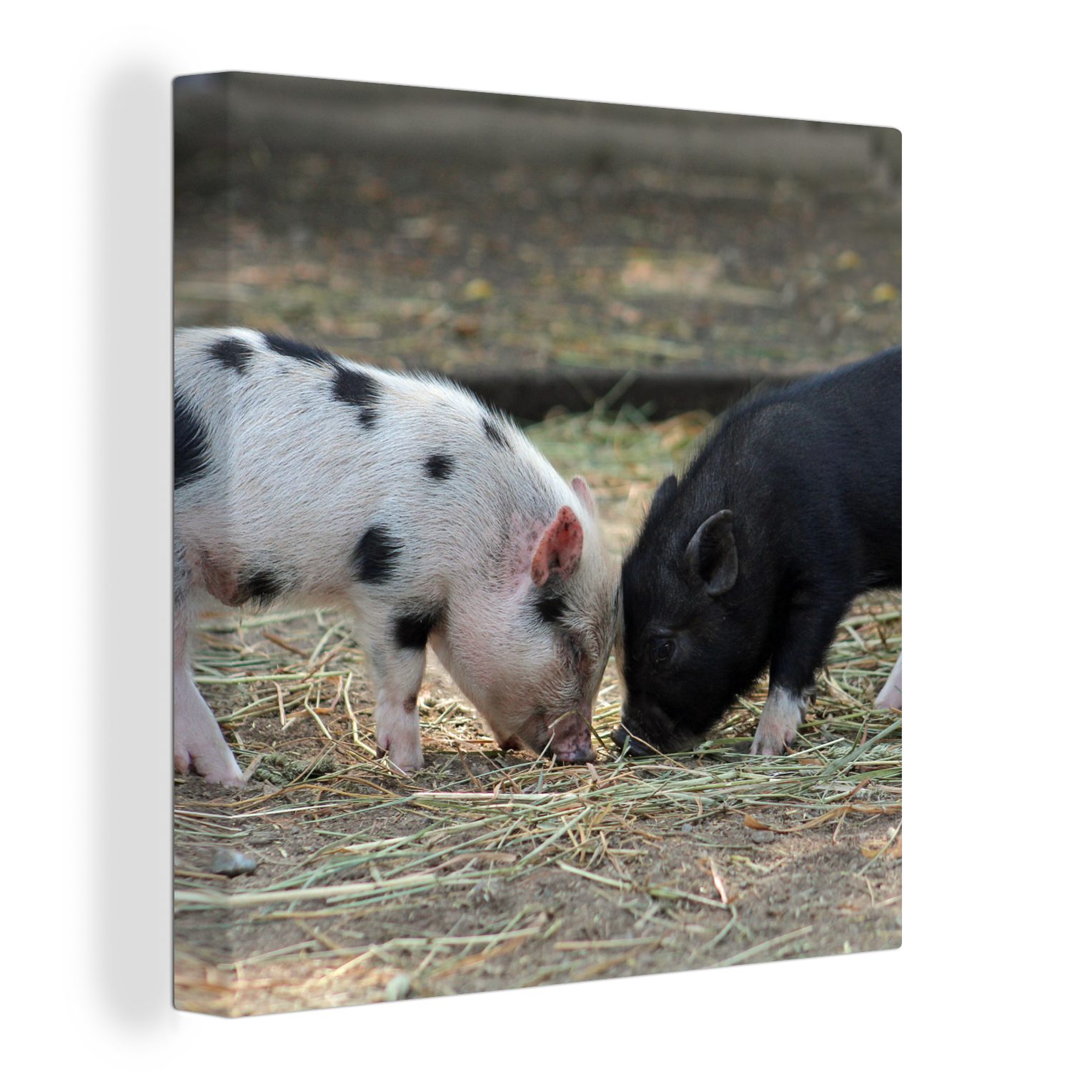 OneMillionCanvasses® Leinwandbild Schweine - Ferkel - Stroh, (1 St), Leinwand Bilder für Wohnzimmer Schlafzimmer