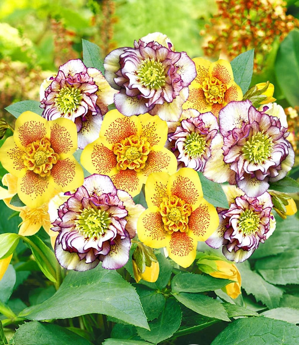 BALDUR Garten Rose Gefüllte Christrosen 'Festival-Mix', 2er-Set, 2 St., Weihnachtsschneerose, winterhart, mehrjährig