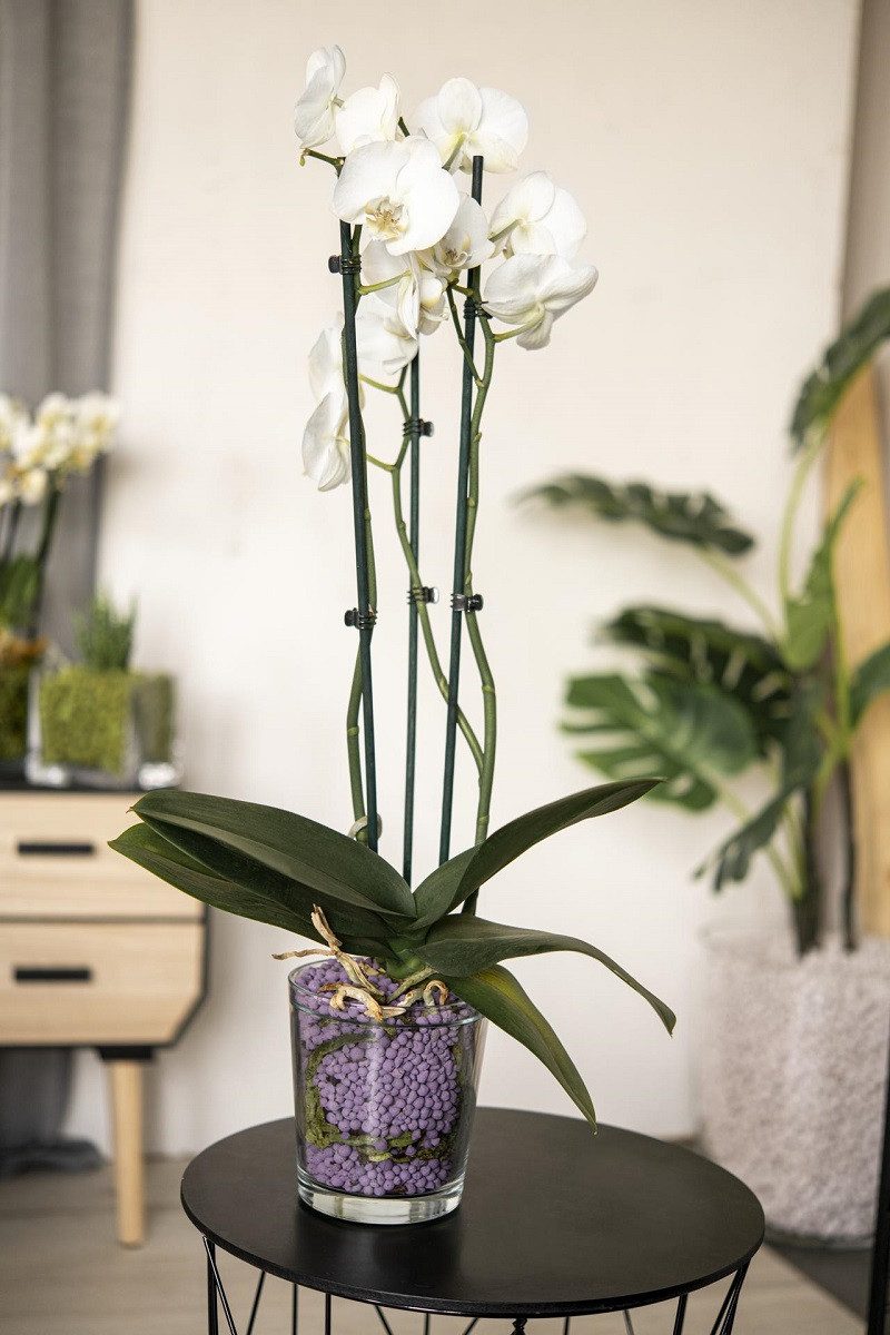 brockytony GmbH Dekokies Blähton Pflanzgranulat brockytony 8-16mm. 5Liter.