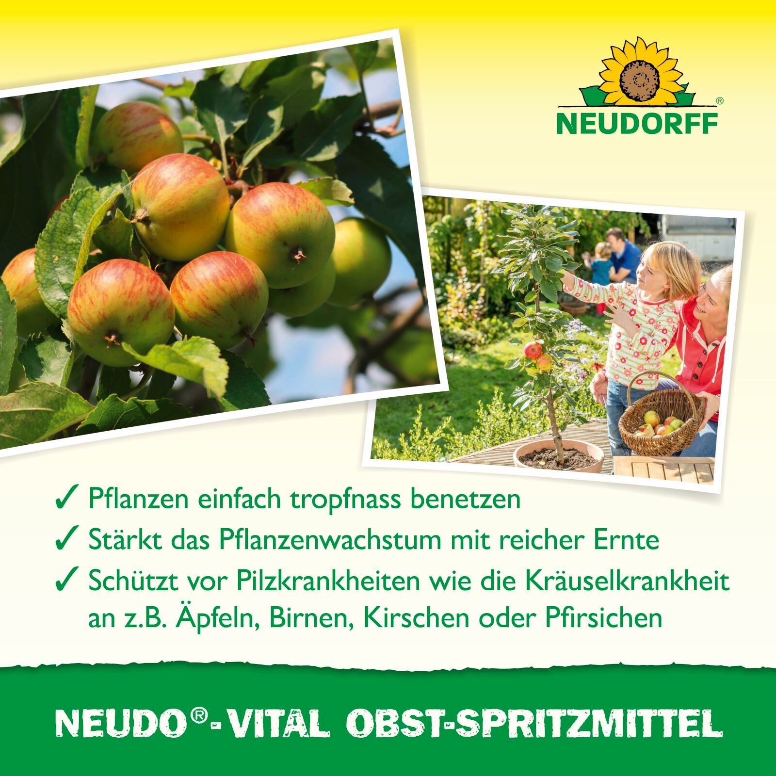 Neudorff Pflanzenstärkungsmittel Neudo-Vital Obst-Spritzmittel 250 ml, Obst-Spritzmittel zur Pflanzenstärkung, 10 ml Konzentrat pro Liter Wasser, Effekt wissens – Bild 5 von 5
