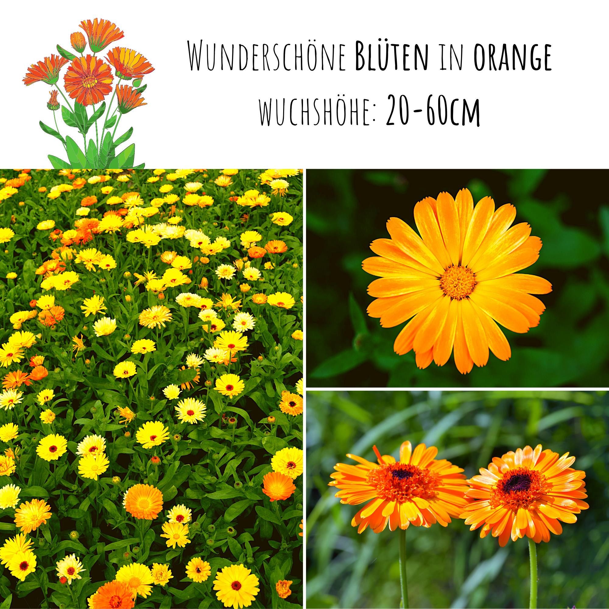 HappySeed Blumensamen Ringelblumen Samen - Calendula günstig online kaufen