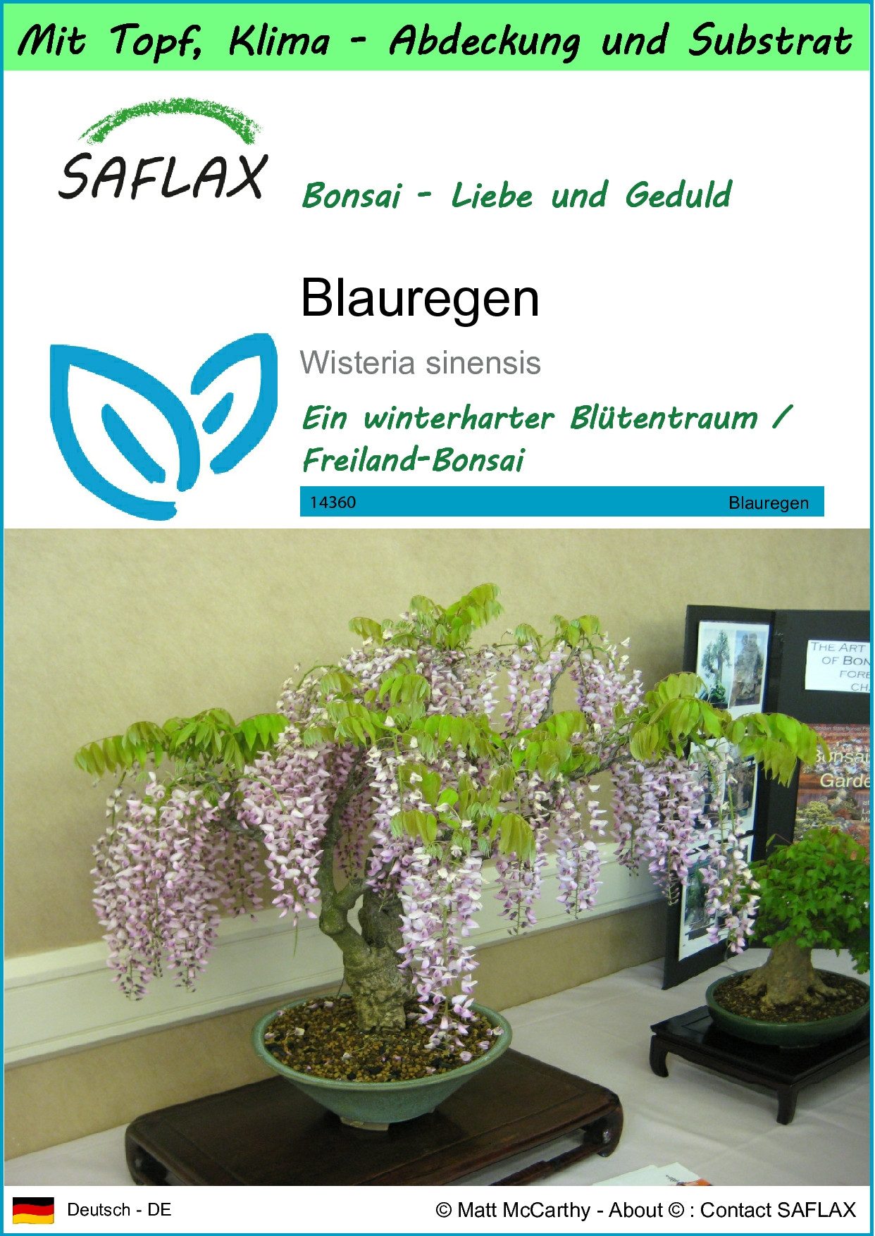 Blumensamen SAFLAX - Garden to go - Blauregen