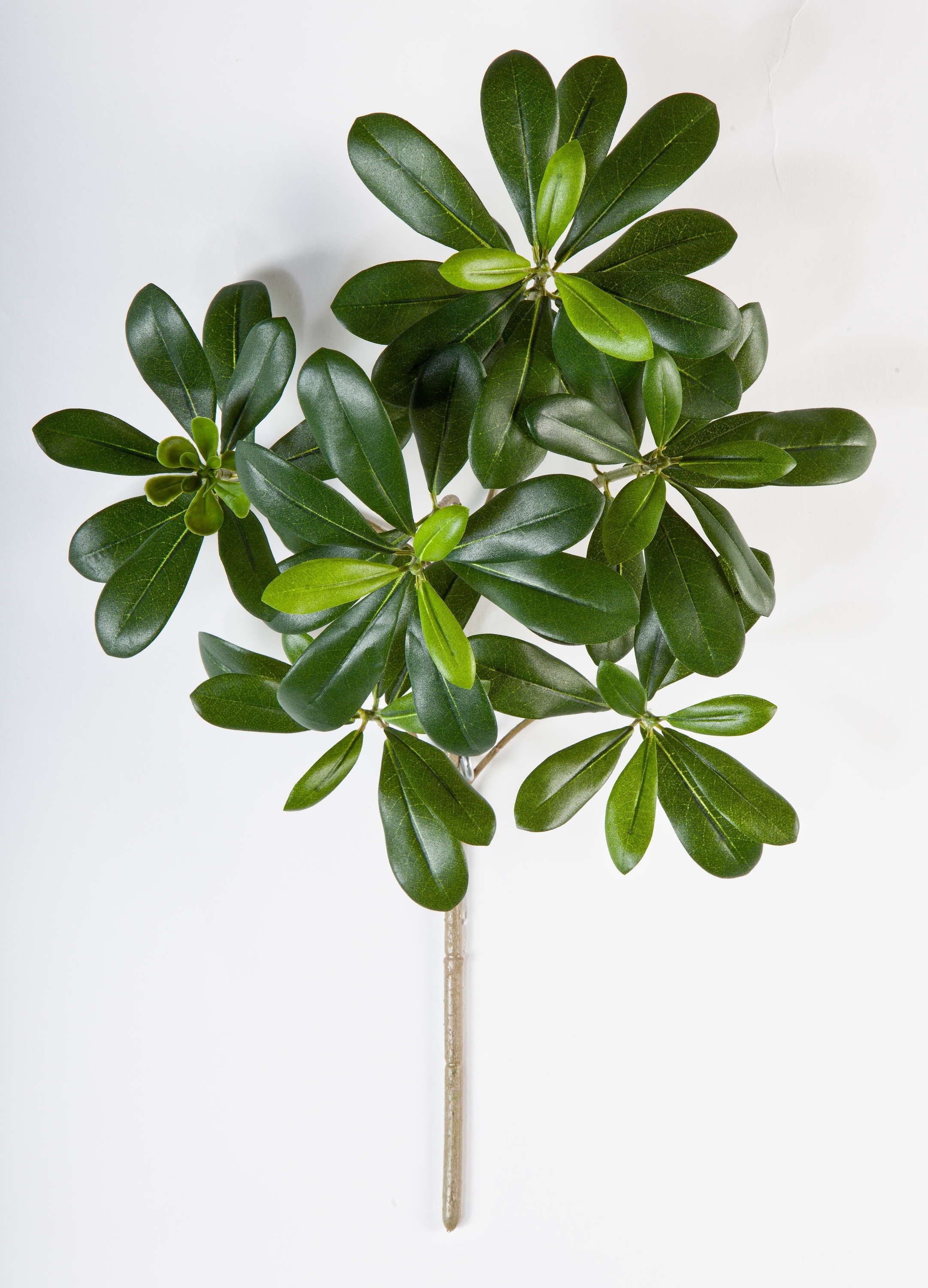 Kunstzweig Künstlicher Pittisporum Zweig Mason, 65 Blätter, grün, 40cm Klebsamen, artplants, Höhe 40.0 cm