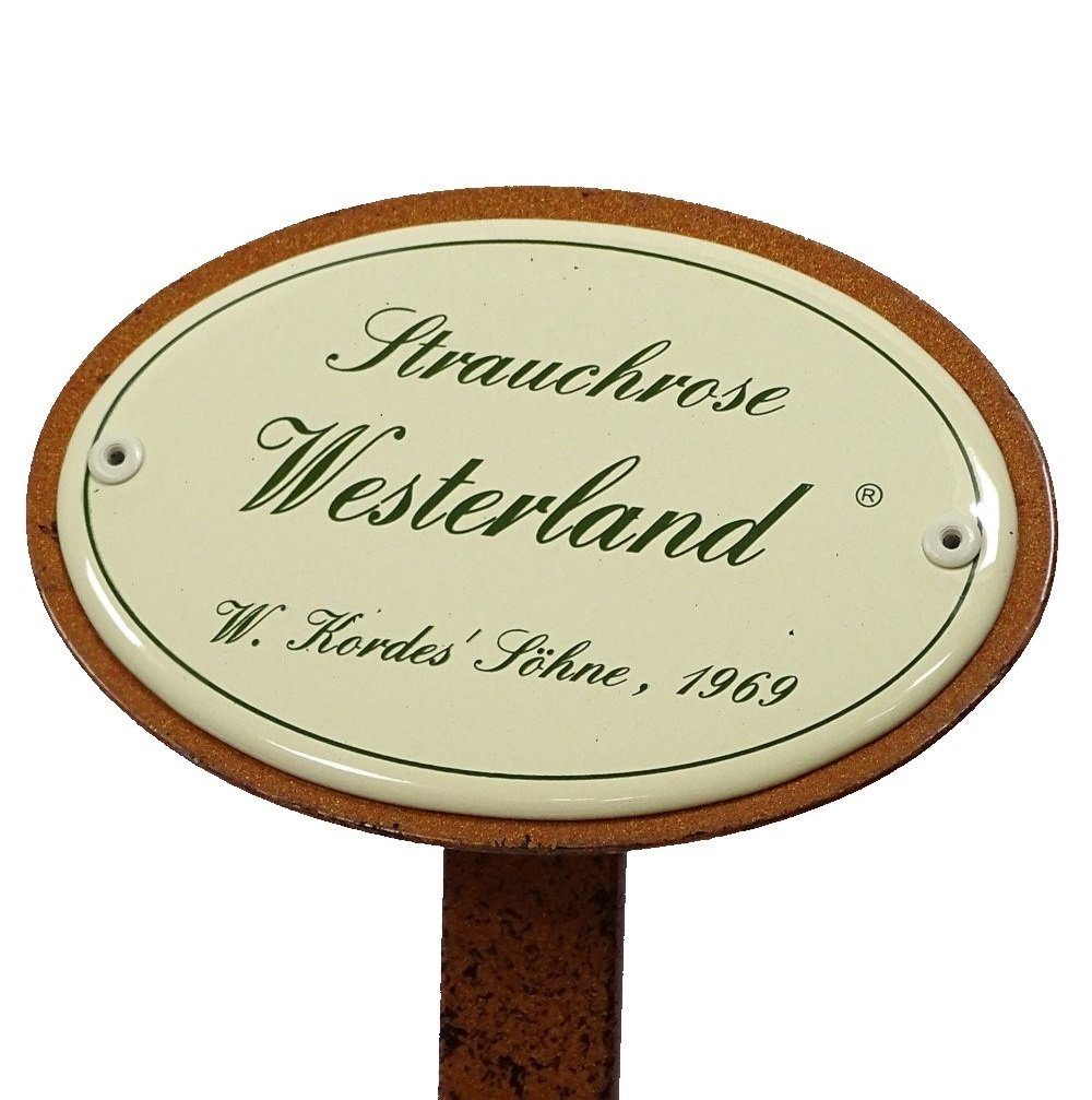 Rosenschild Westerland, Rosenstecker Gartenstecker Srauchrose Kordes 1969 Linoows