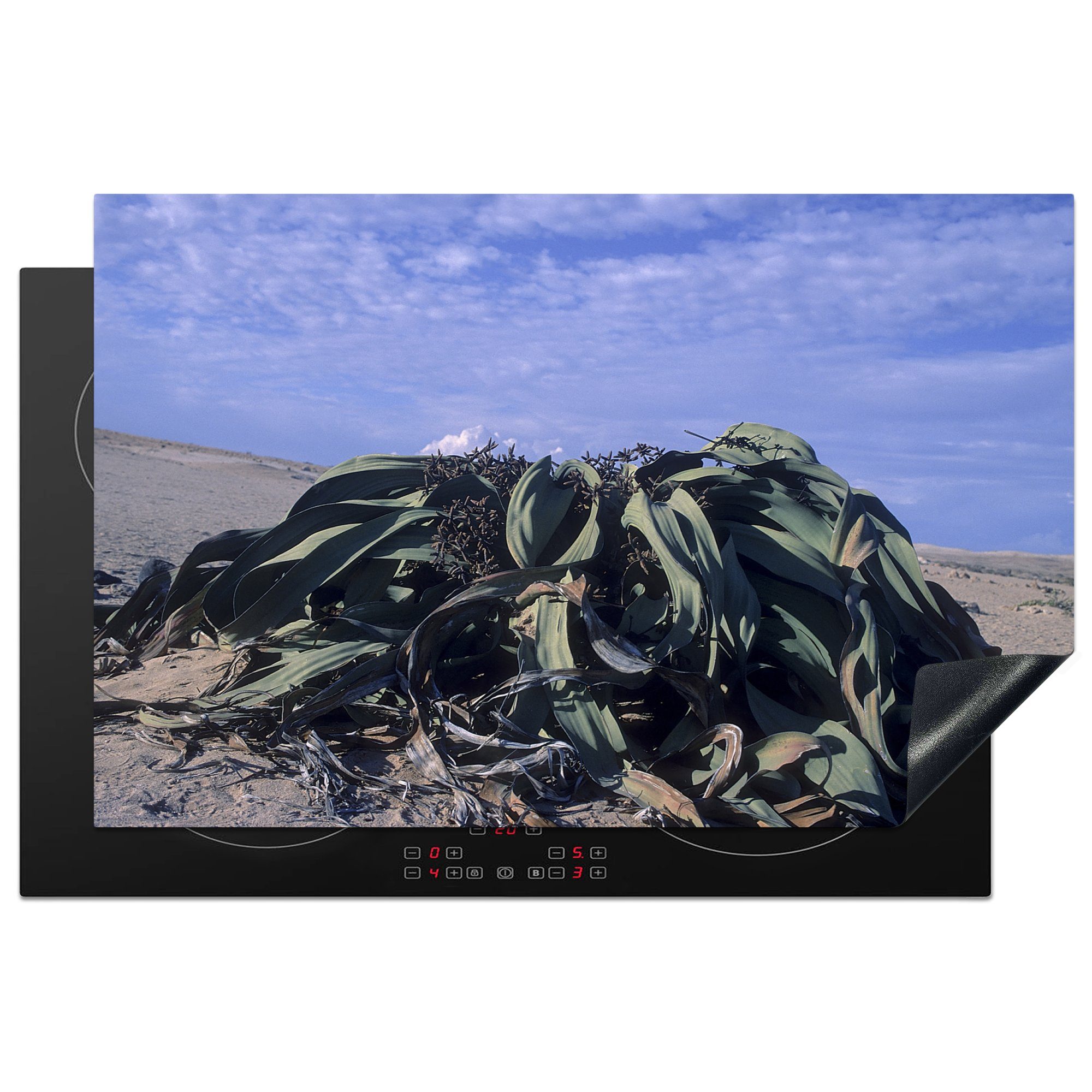 MuchoWow Herdblende-/Abdeckplatte Die seltene Welwitschia Mirabilis unter einem schönen Wolkenfeld, Vinyl, (1 tlg), 81x52 cm, Induktionskochfeld Schutz für die küche, Ceranfeldabdeckung