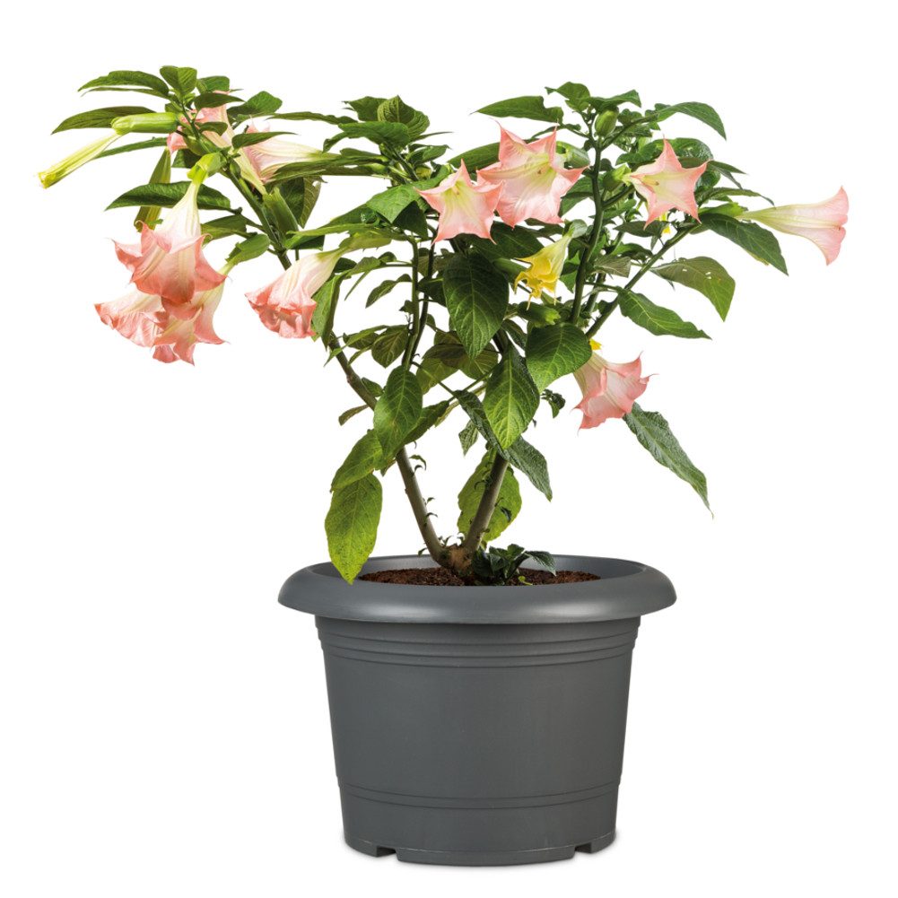 Scheurich Pflanzkübel Pflanzkübel Pflanztopf Blumenkübel "Oliver" aus Kunststoff