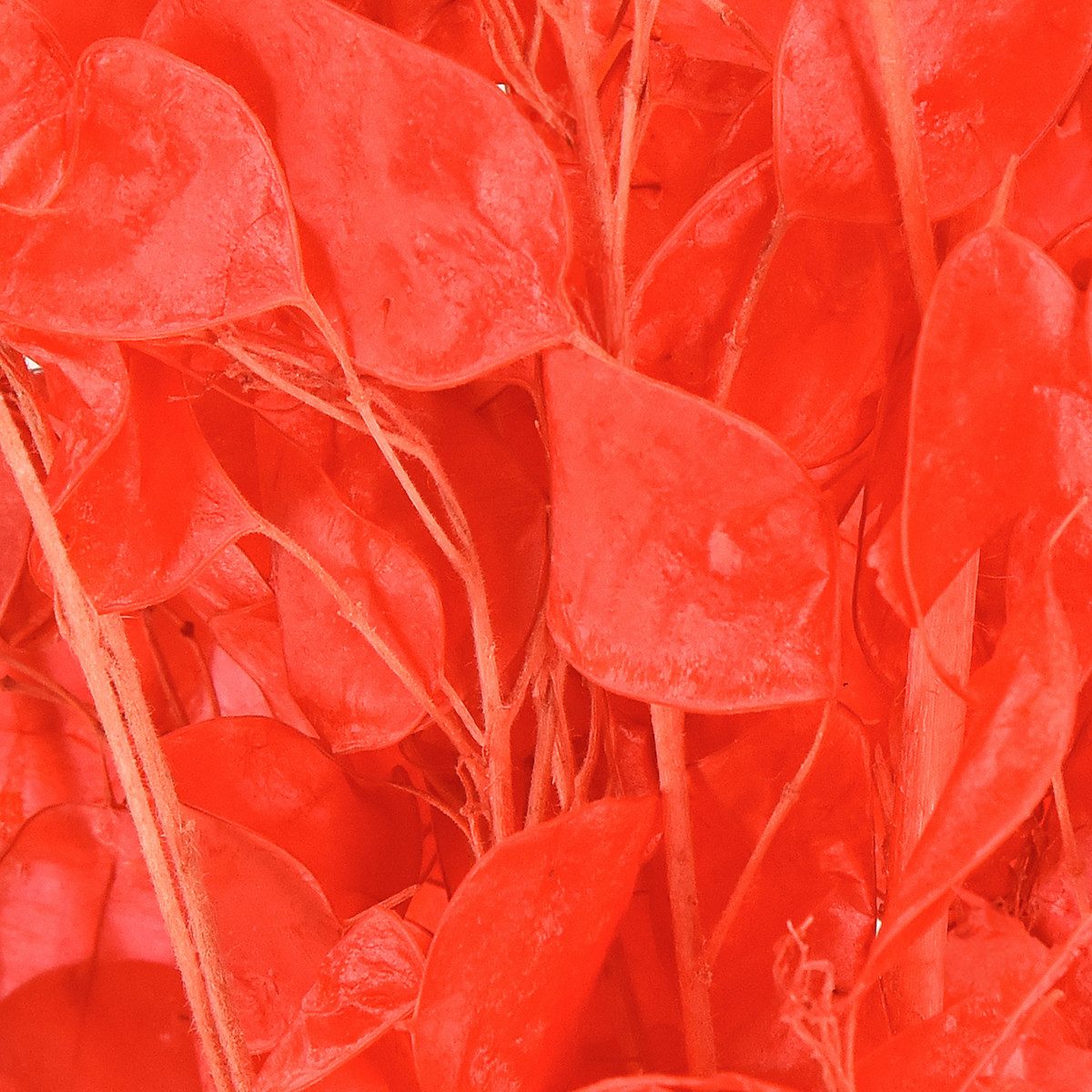 Trockenblume Silberblatt Getrocknet Rot Lunaria 65-70cm Trockenblumen Deko, Florists Products, Höhe 70 cm
