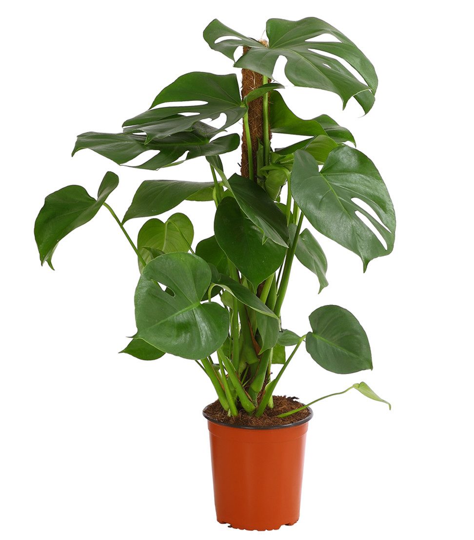 Dehner Zimmerpflanze Fensterblatt - Monstera deliciosa am Moosstab