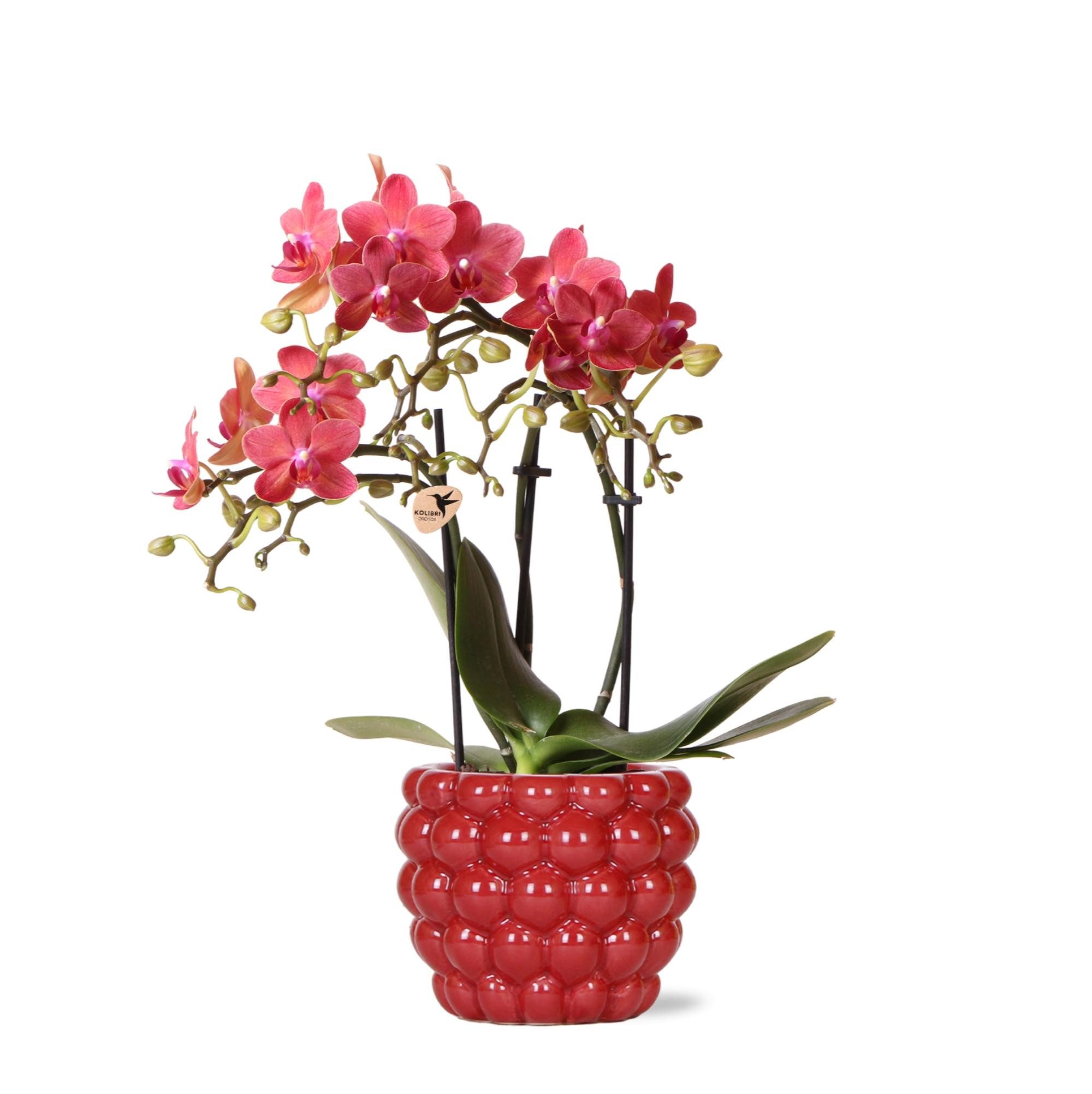 Exotenherz Zimmerpflanze Rote Phalaenopsis-Orchidee Kongo + Beeren-Ziertopf günstig online kaufen