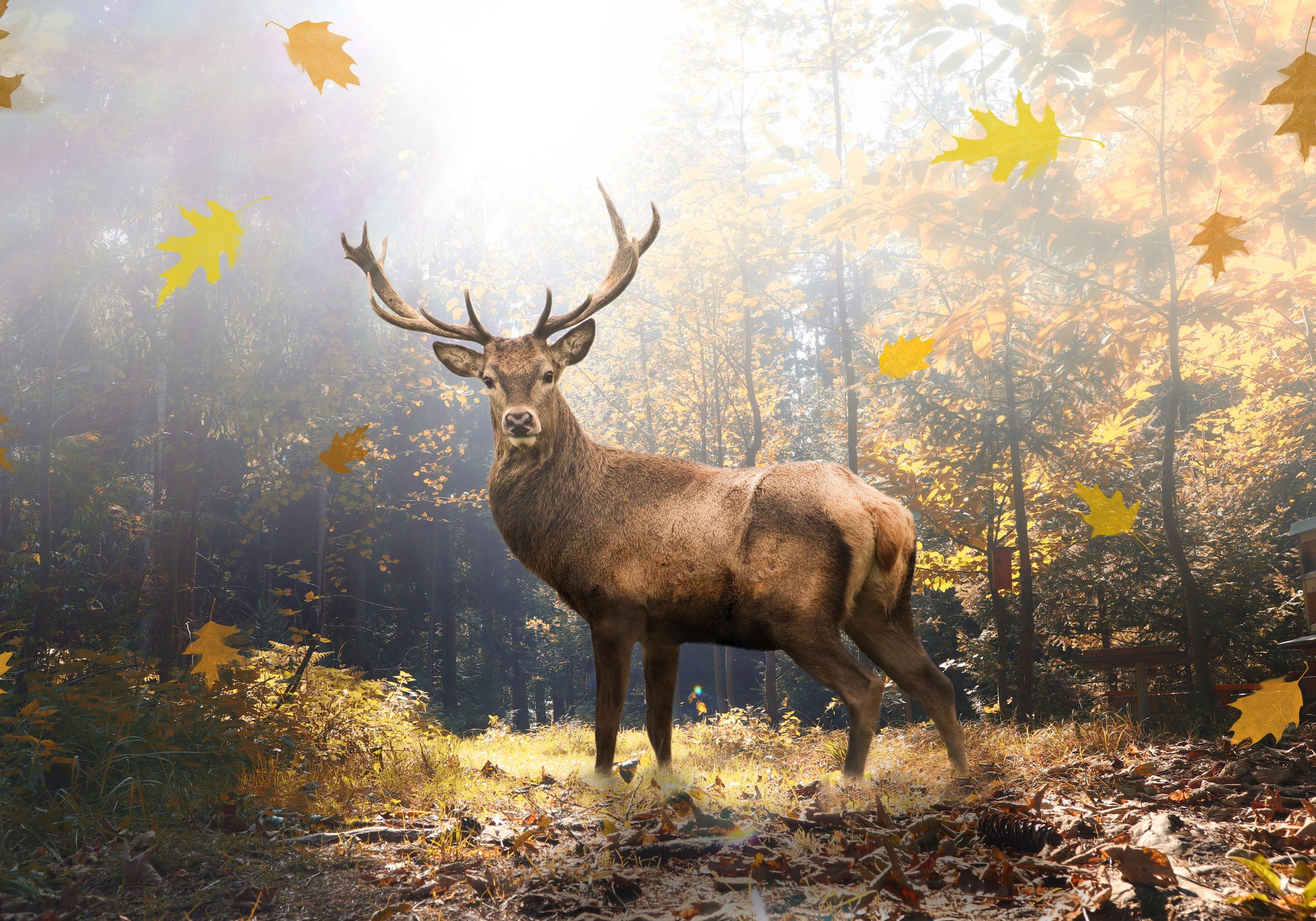 Herbstlichen Hirsch Wandtapete, glatt, matt, im Fototapete Vliestapete Wald, Motivtapete, wandmotiv24