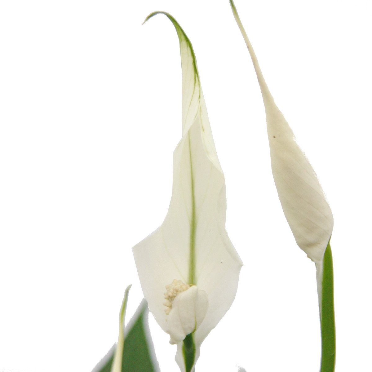 Exotenherz Zimmerpflanze Spathiphyllum, Einblatt, "Sweet Chico", 13cm Topf günstig online kaufen