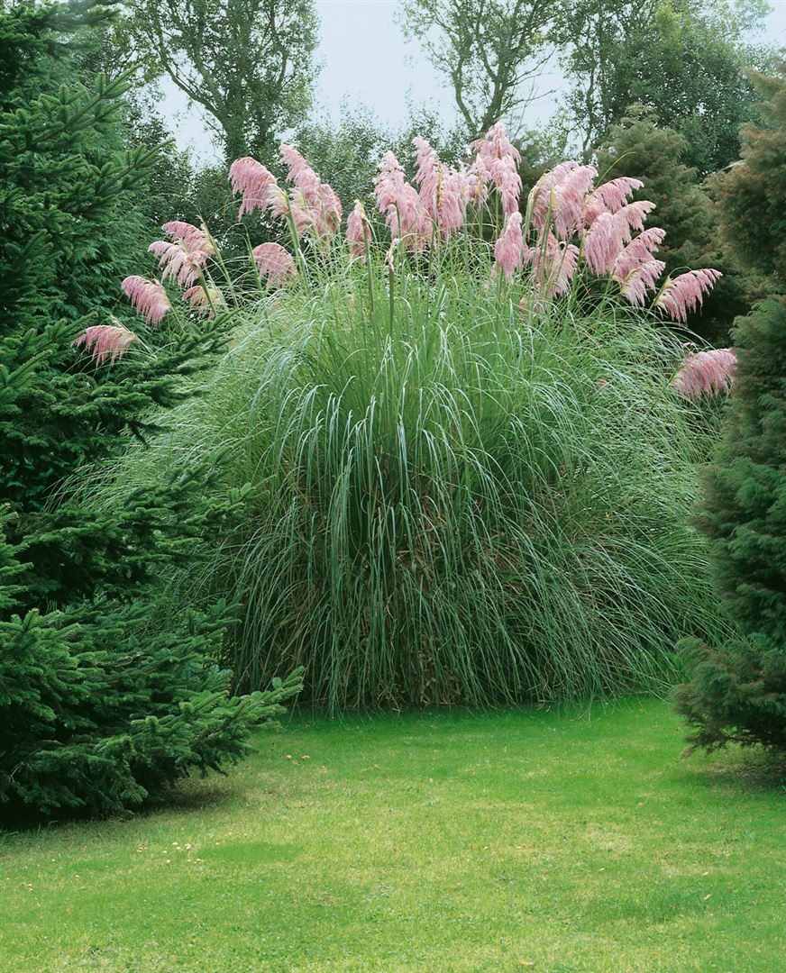 Pflanzen für Dich Травы Cortaderia selloana Rosea, 1 St., Pampasgras, Rosa Pampasgras, rosa Blütenrispen, winterhart