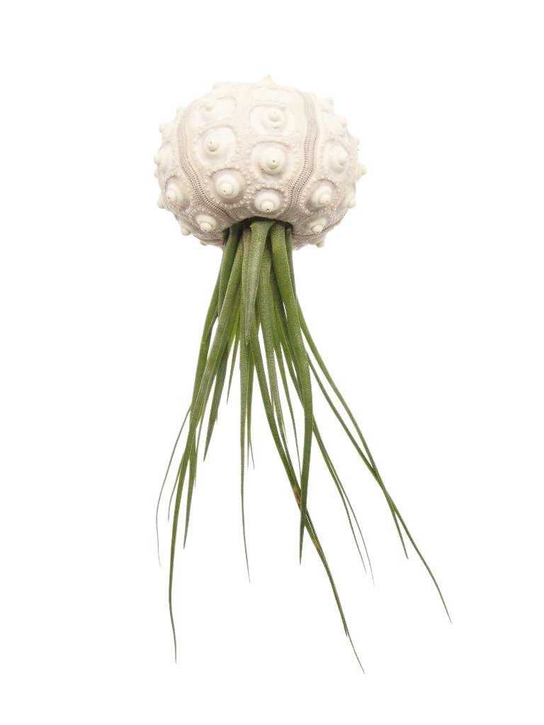 Handarbeit Tillandsie Qualle Ø & gefertigt Tillandsia), Luftpflanze echte lebende in ca. Hängedekoration liebevoller eine (Set, Seeigelgehäuse meinvipshop mit 6cm Seeigel
