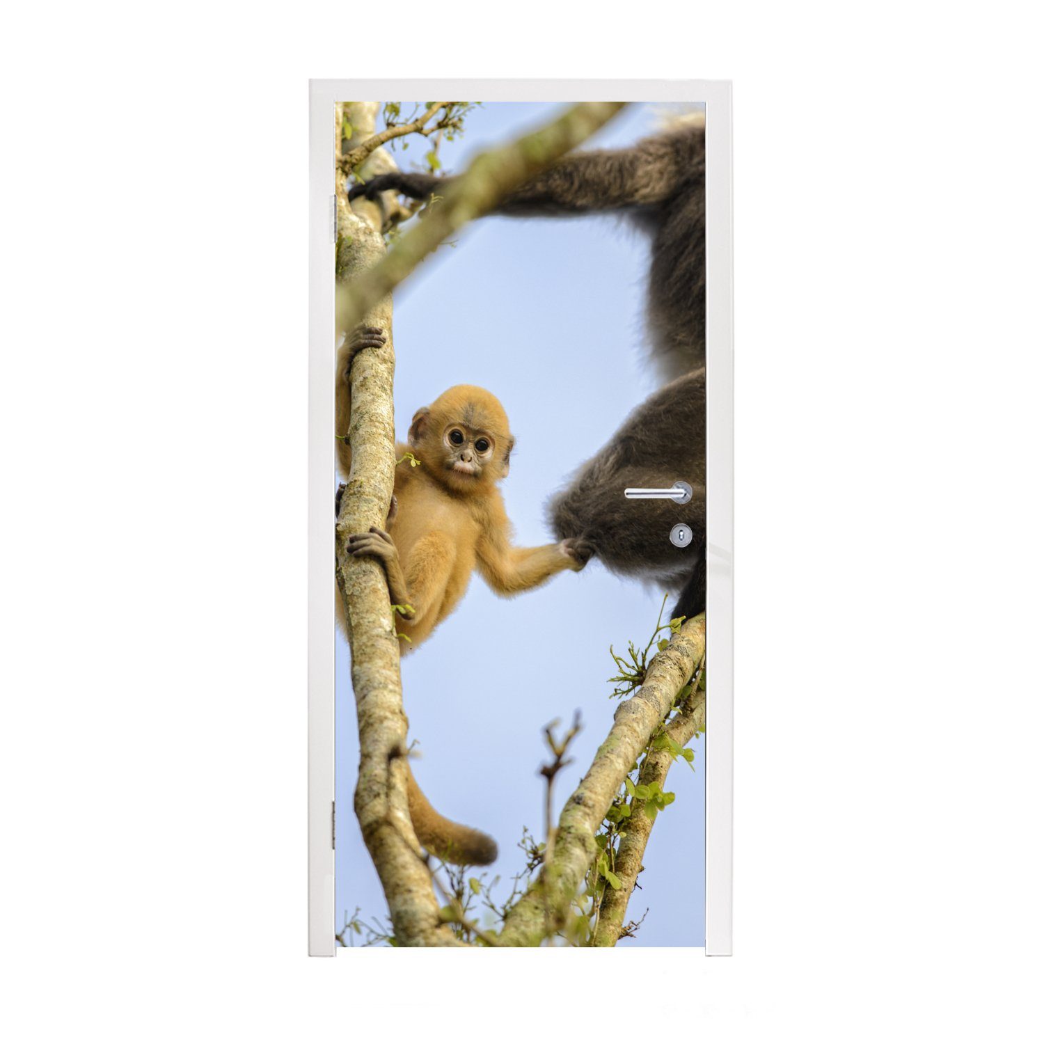 MuchoWow Türtapete Junger Affe schaut in die Kamera, Matt, bedruckt, (1 St), Fototapete für Tür, Türaufkleber, 75x205 cm