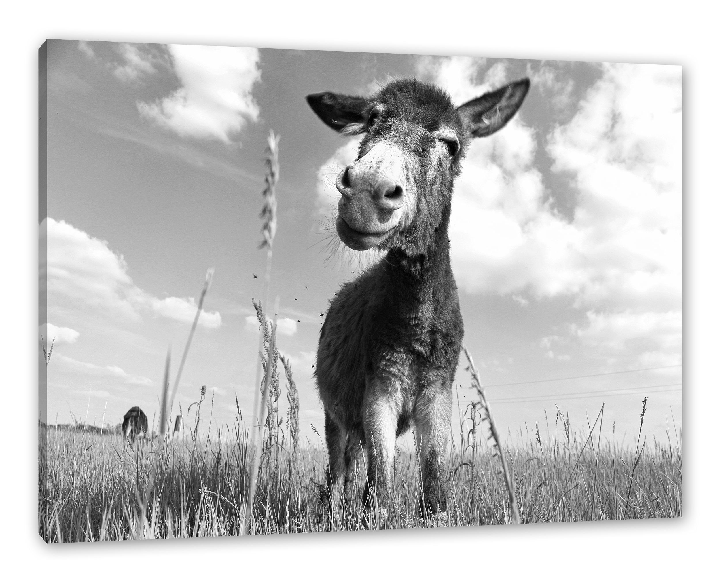 Leinwandbild Esel im Feld