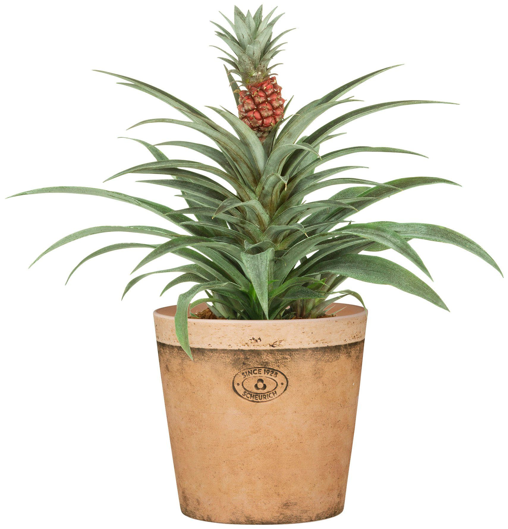 Scheurich Blumentopf 778/19 toscana luminoso günstig online kaufen