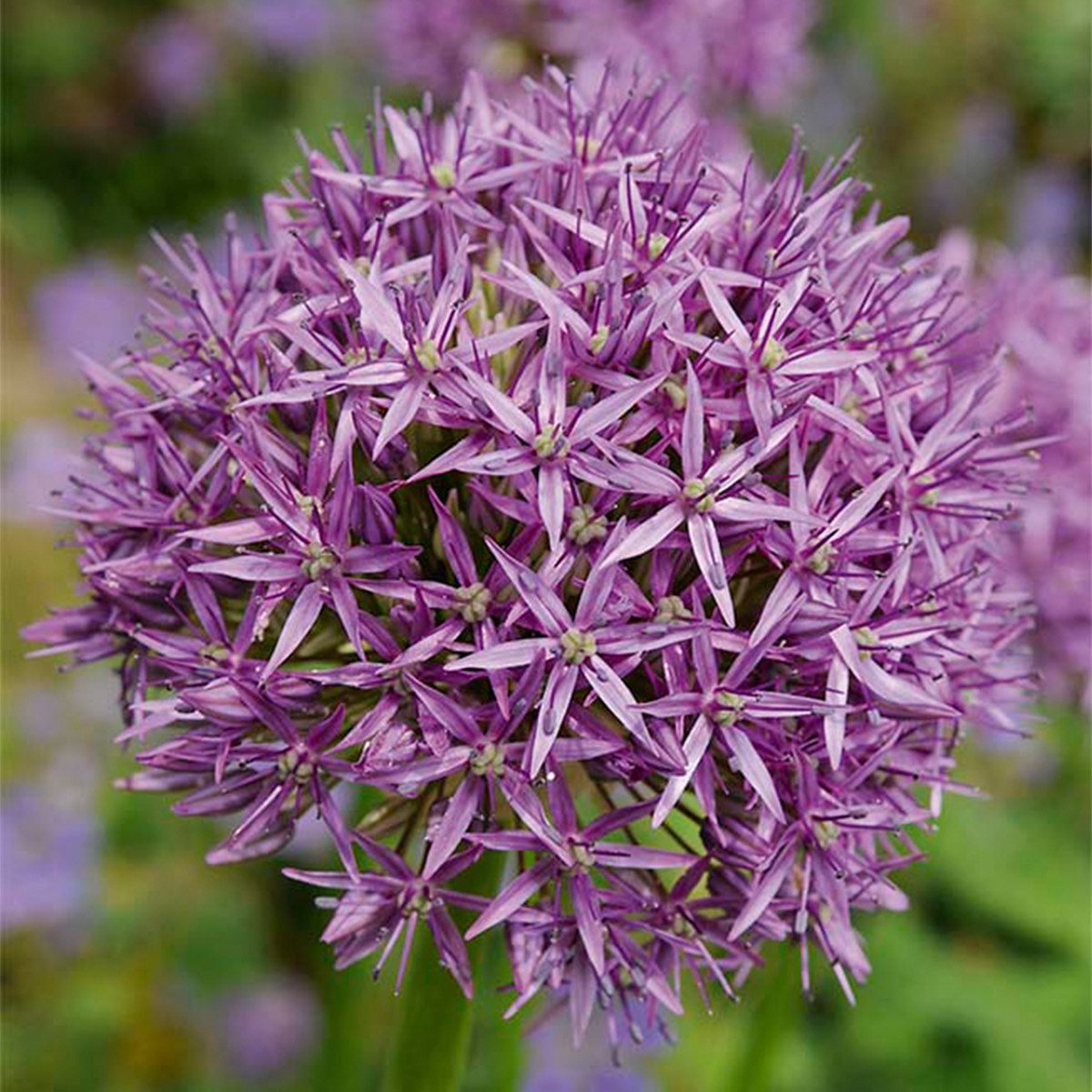 Bloomique Blumenzwiebeln 15er-Mix - Allium Purple Sensation - Look - Zierzwiebel - Lila - Blume, (15-St)