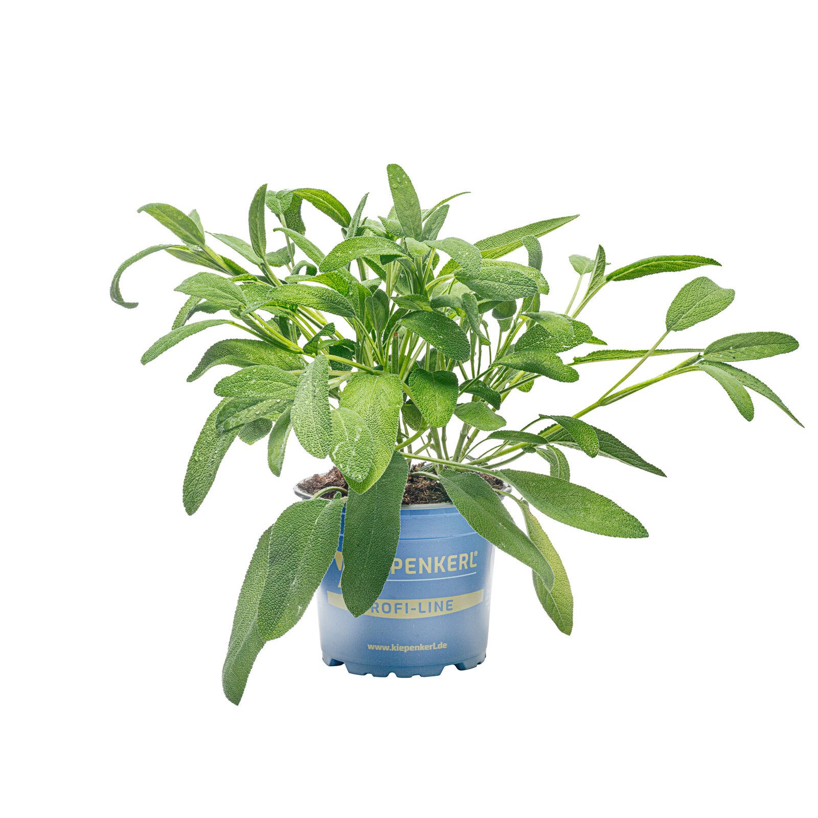 Pflanzen für Dich Gewürzkraut Silber-Salbei 12cm Topf