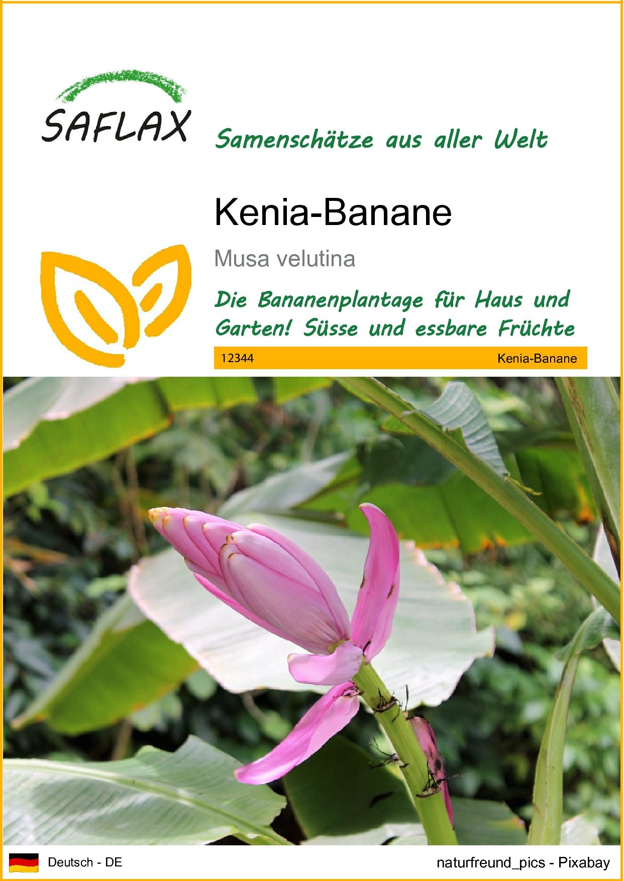 Blumensamen SAFLAX - Samen - Kenia-Banane