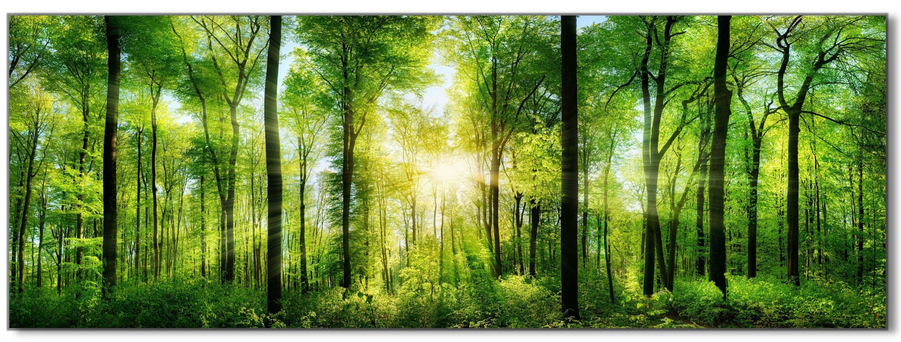 Victor (Zenith) Acrylglasbild Acrylglasbild \"Wald mit Sonnenstrahlen\" - Größe: 50 x 150 cm, Landschaften, in 50x150 cm, Glasbilder Wald Bäume Natur