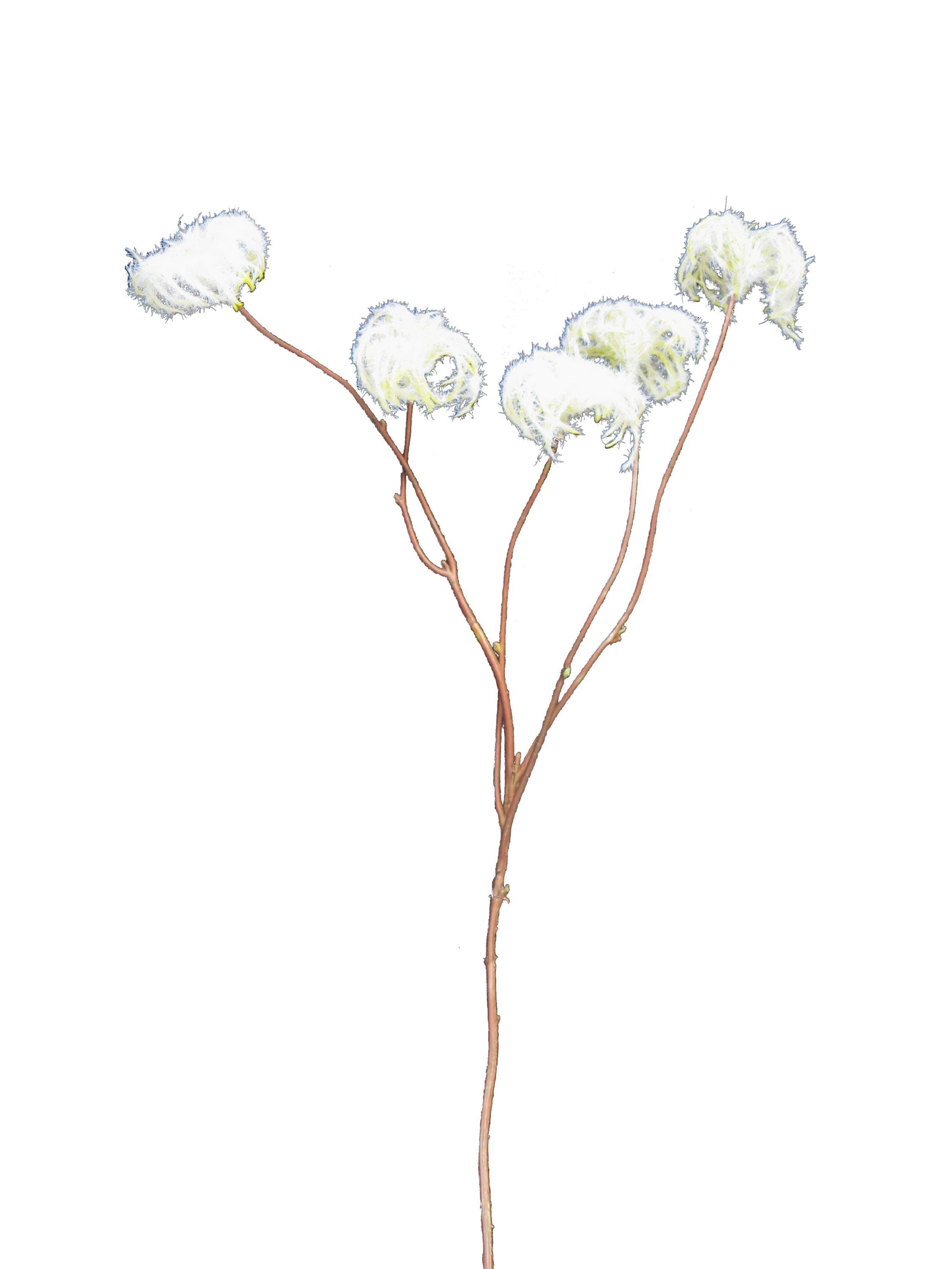 Kunstpflanze Dandelon Dary, 60 cm