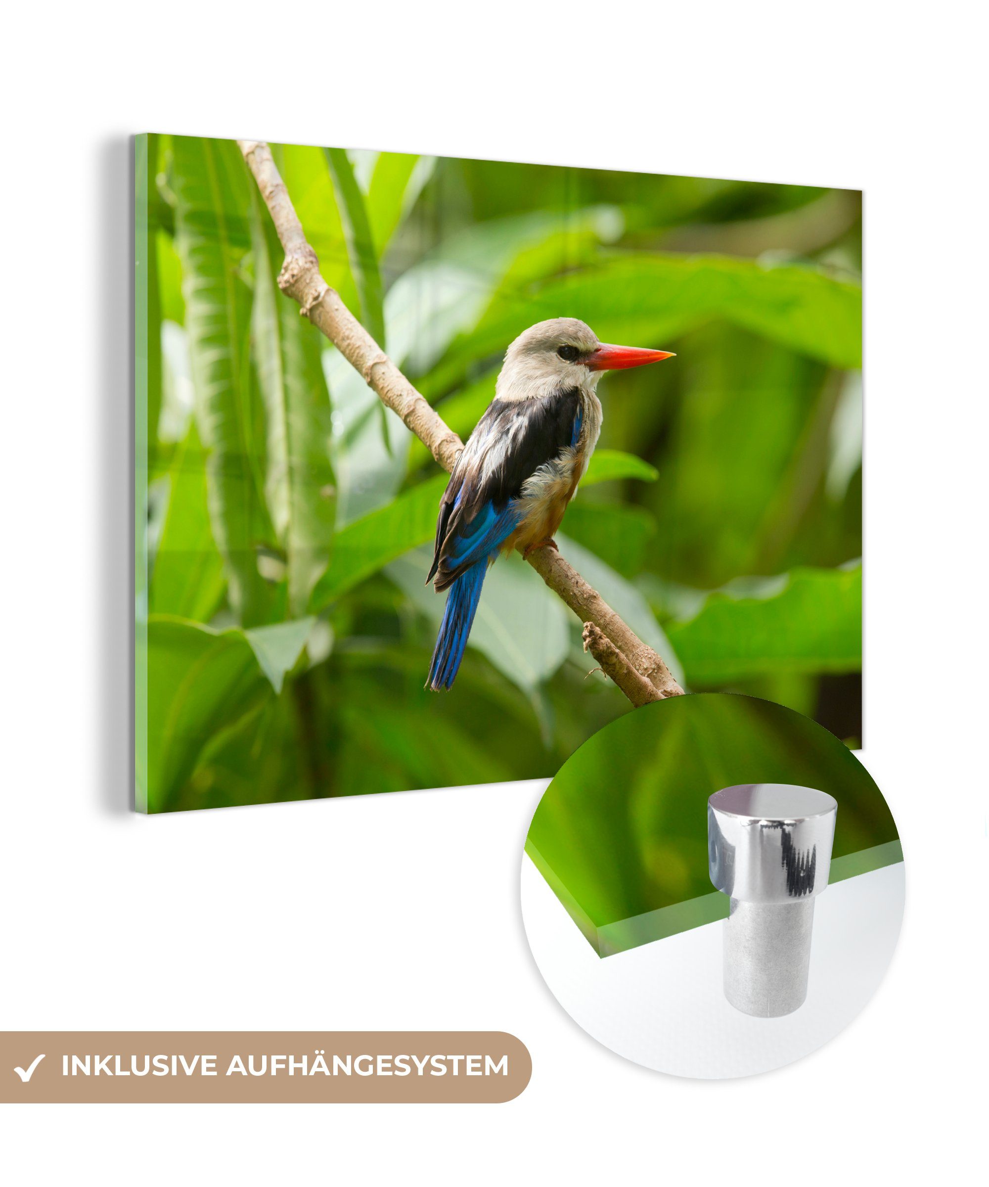 MuchoWow Acrylglasbild Graukopf-Raubvogel in schöner und dichter Natur, (1 St), Acrylglasbilder Wohnzimmer & Schlafzimmer