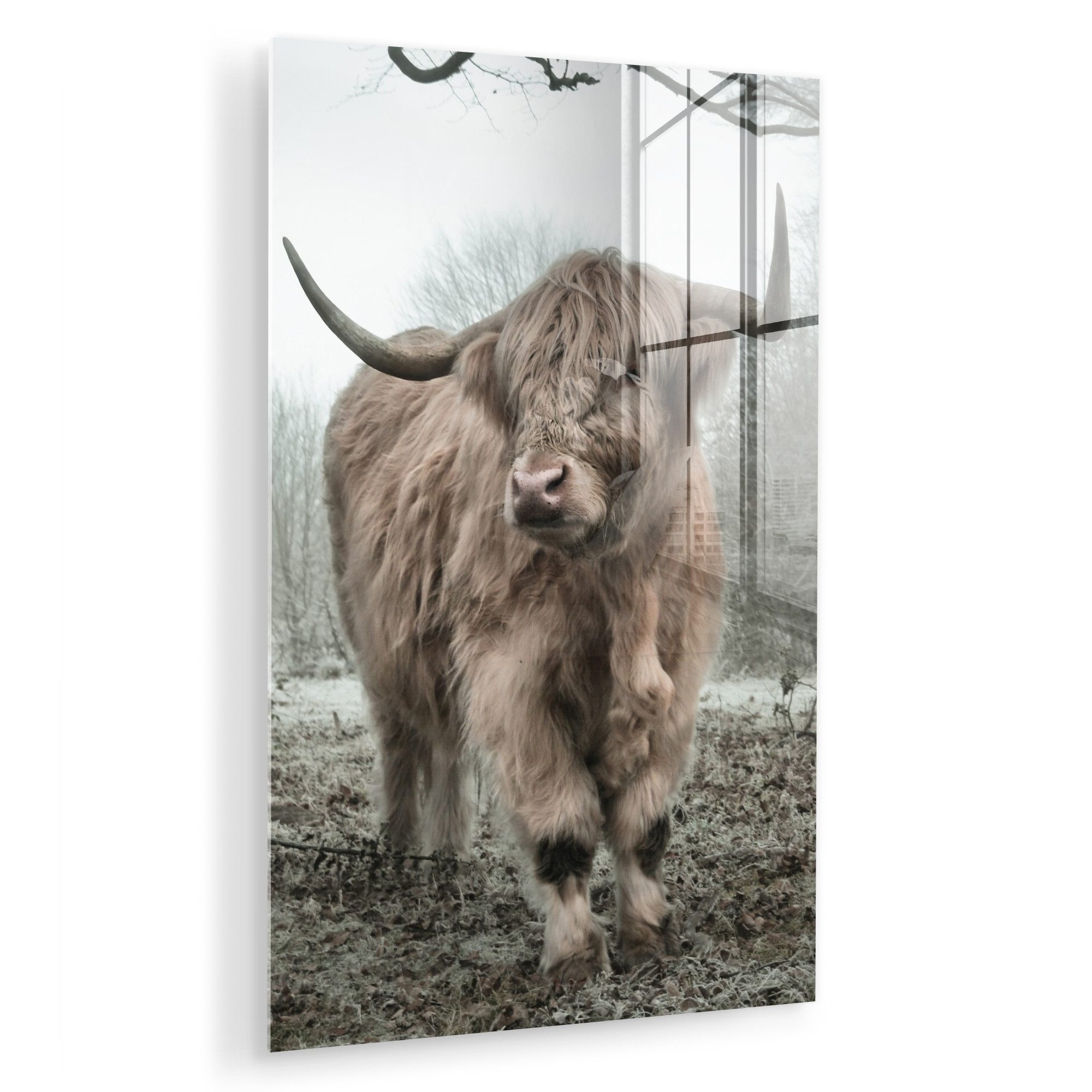 MuchoWow Acrylglasbild Schottische Highlander - Natur günstig online kaufen