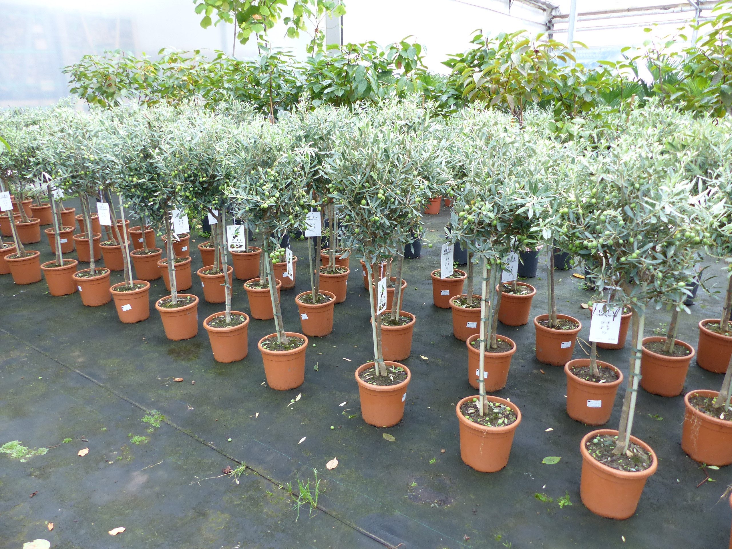 gruenwaren jakubik Olivenbaum Olivenbaum Stamm Olive 80 - 100 cm hoch, beste Qualität, Olea Europaea – Bild 2 von 5