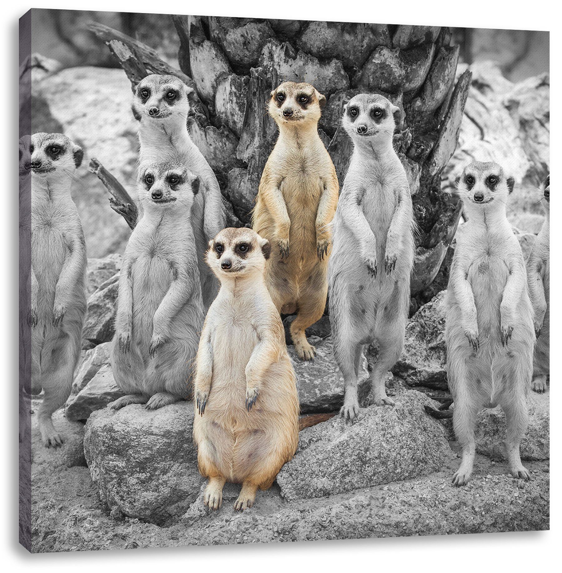 Pixxprint Leinwandbild süße Erdmännchen beim spähen, günstig online kaufen