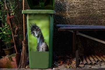 MuchoWow Wandsticker Ein Emu schaut direkt in die Kamera (1 St), Mülleimer-aufkleber, Mülltonne, Sticker, Container, Abfalbehälter