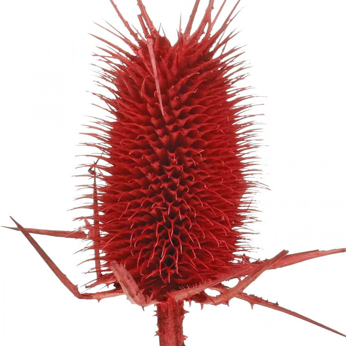 Trockenblume Spitzkarden Rot 1kg - Edle Trockenblumen für Gedenkfloristik, Viana, Höhe 16 cm