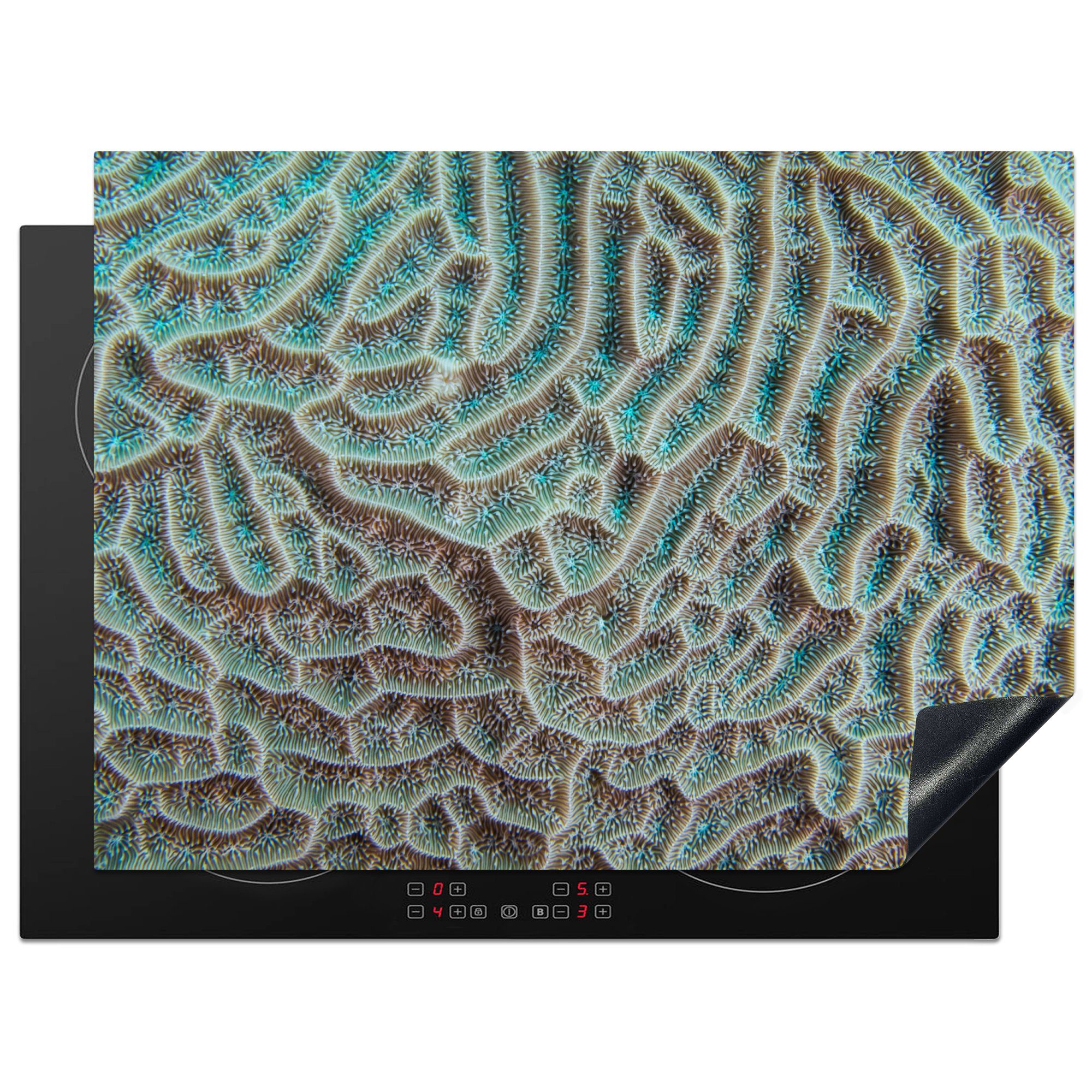 MuchoWow Herdblende-/Abdeckplatte Die Nahaufnahme der Texturen einer Koralle, Vinyl, (1 tlg), 71x52 cm, Induktionskochfeld Schutz für die küche, Ceranfeldabdeckung