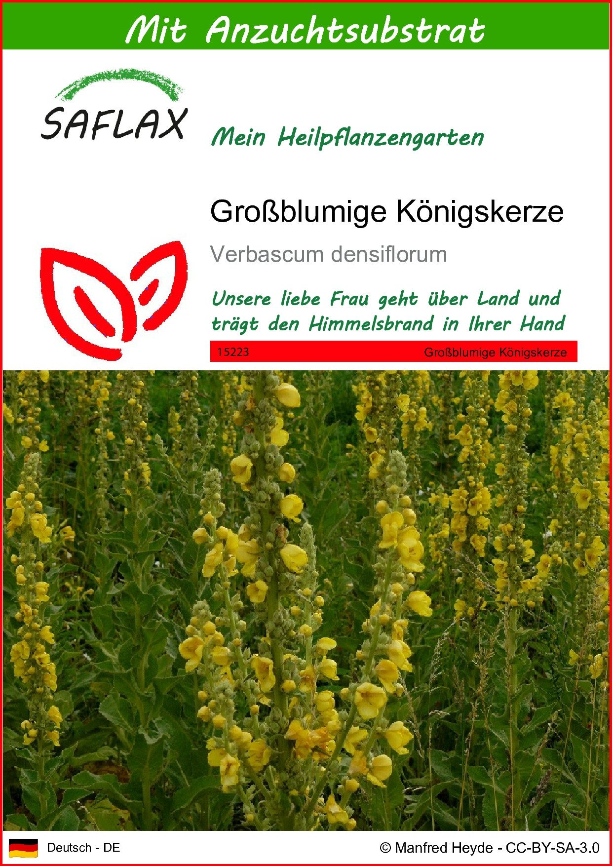 SAFLAX Blumensamen SAFLAX - Samen und Substrat - Großblumige Königskerze