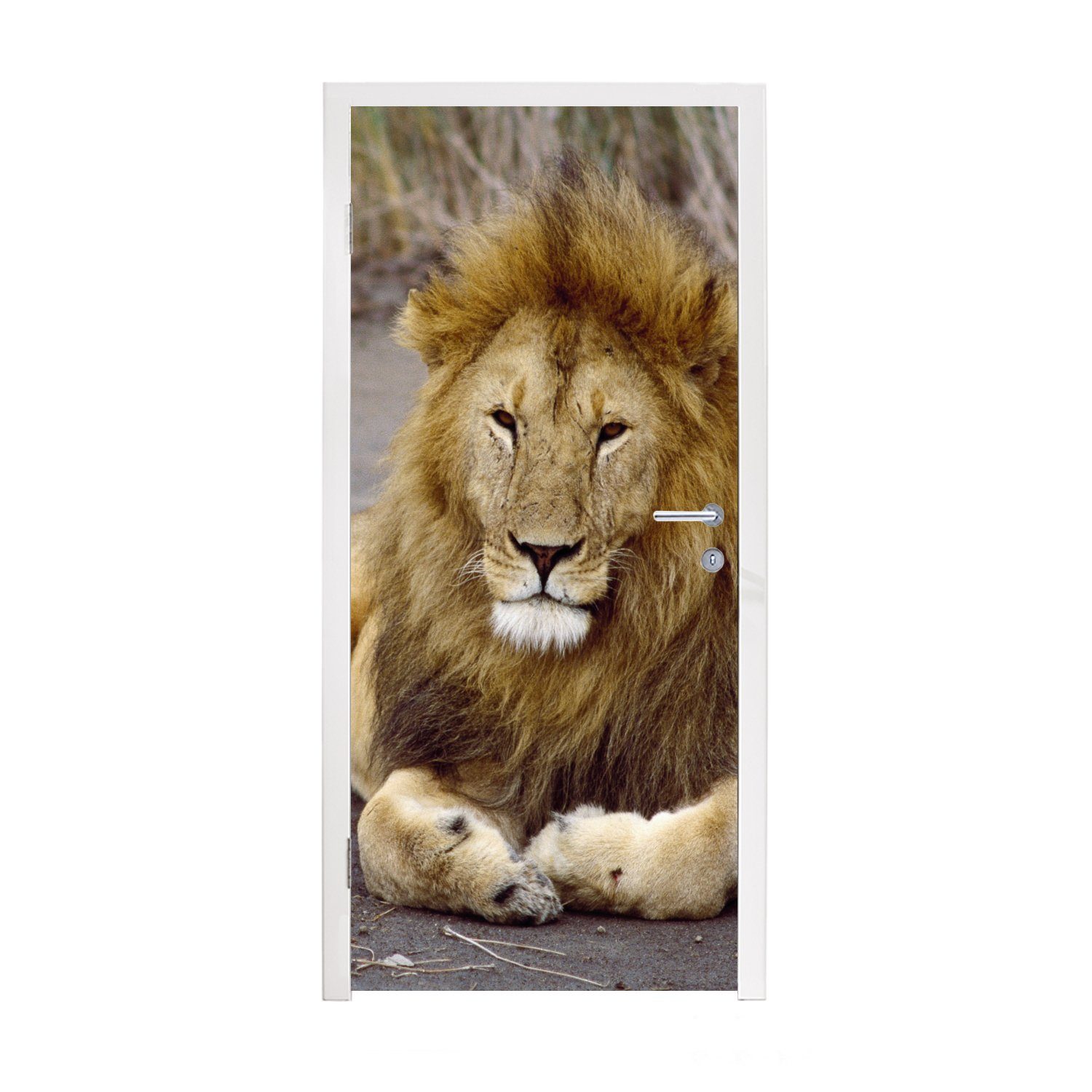 Tier, Löwe bedruckt, (1 Fototapete 75x205 Türtapete Tür, für MuchoWow Afrika Matt, cm St), - - Türaufkleber,