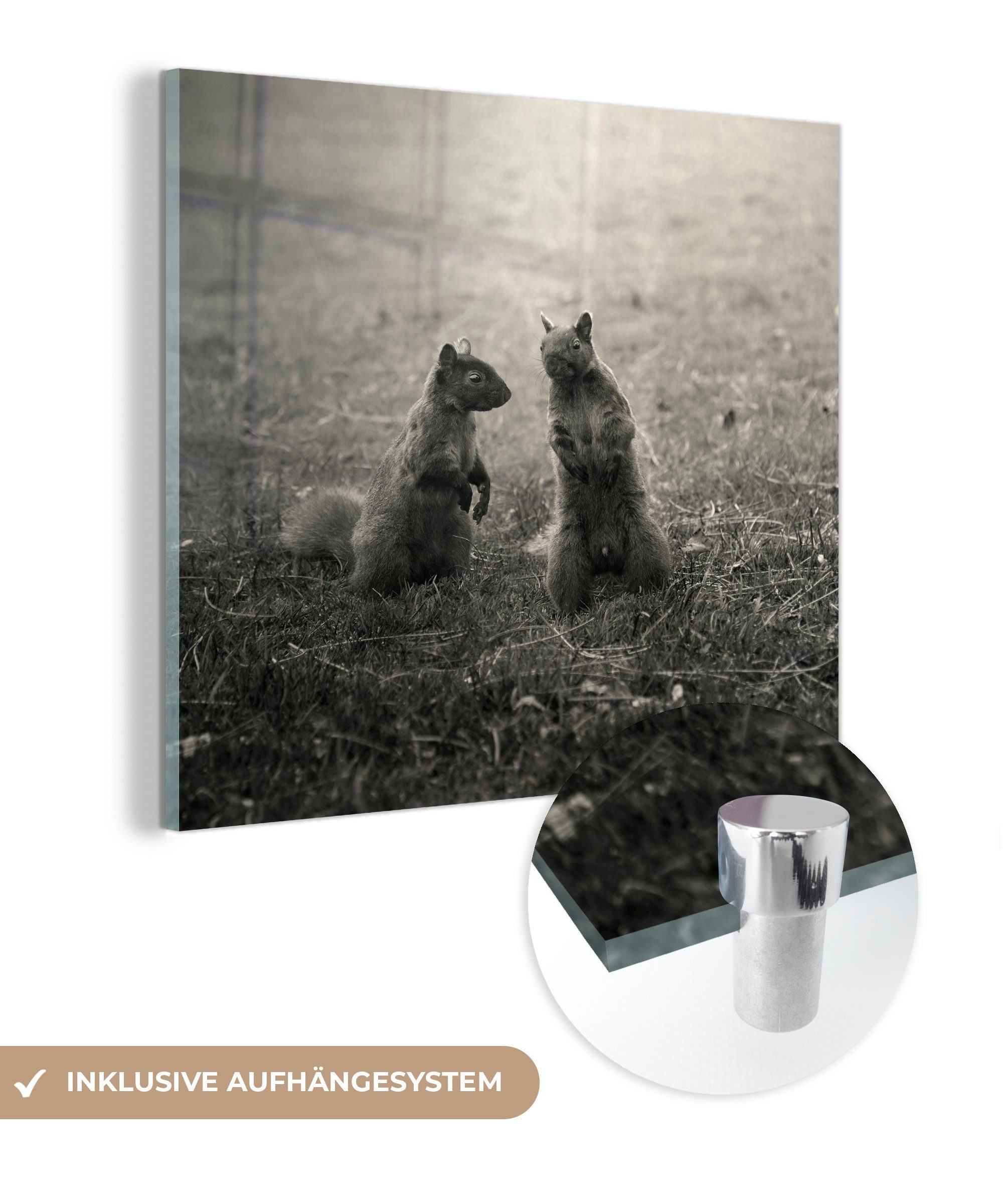 MuchoWow Acrylglasbild Zwei Eichhörnchen Wandbild (1 St), Foto Gras, Bilder im auf - auf - - Wanddekoration Glasbilder Glas Glas