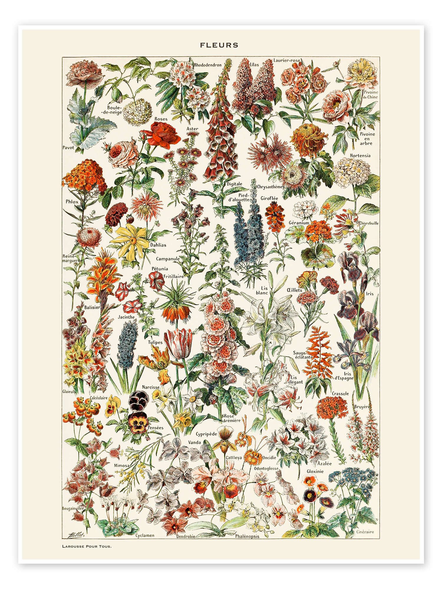 Posterlounge Wandbild Blumen I (französisch), Adolphe Millot, erhältlich als Poster, Leinwandbild, Wandsticker oder Acrylglasbild