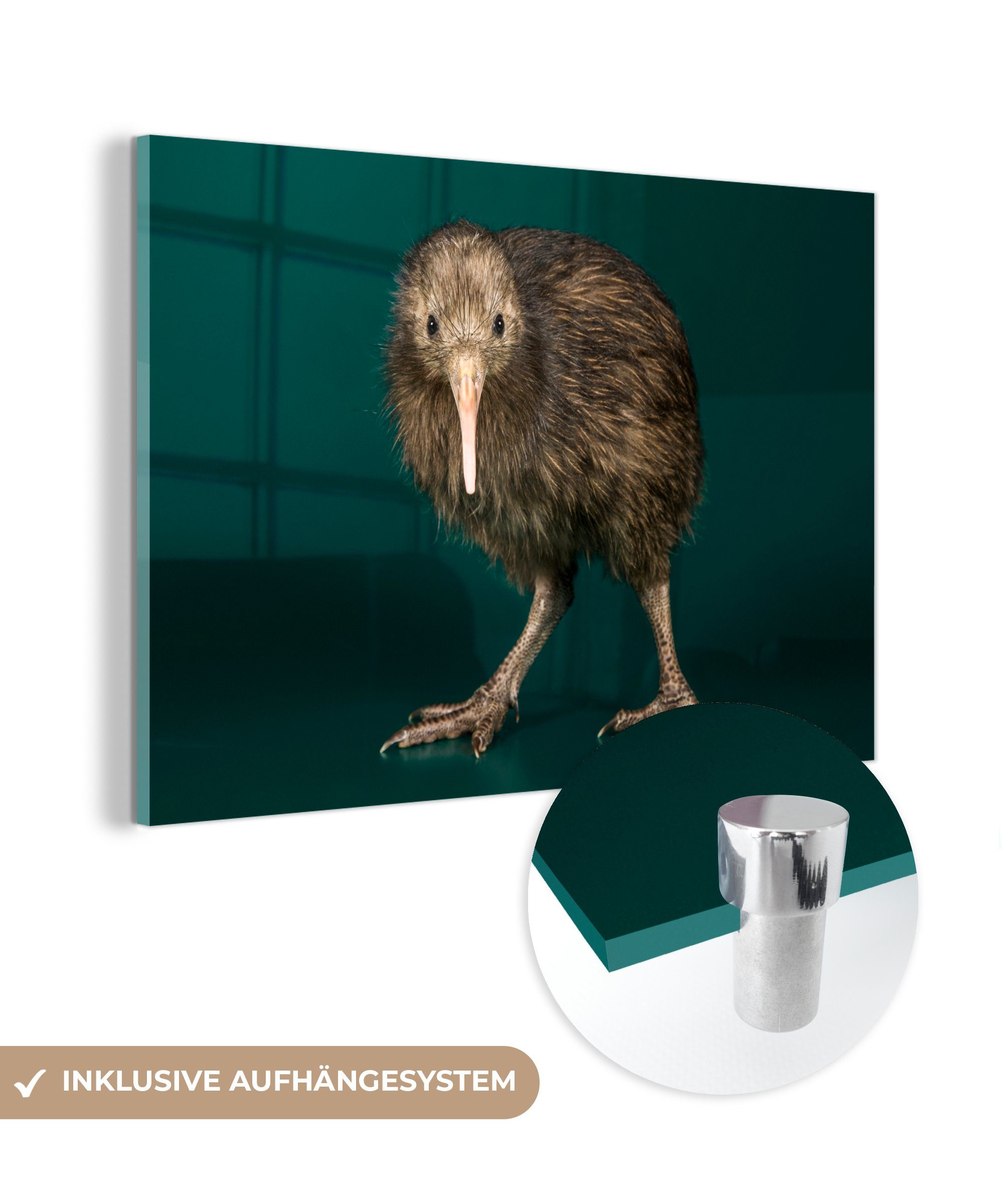 MuchoWow Acrylglasbild Kiwi - Vogel - Grün, (1 St), Acrylglasbilder Wohnzimmer & Schlafzimmer