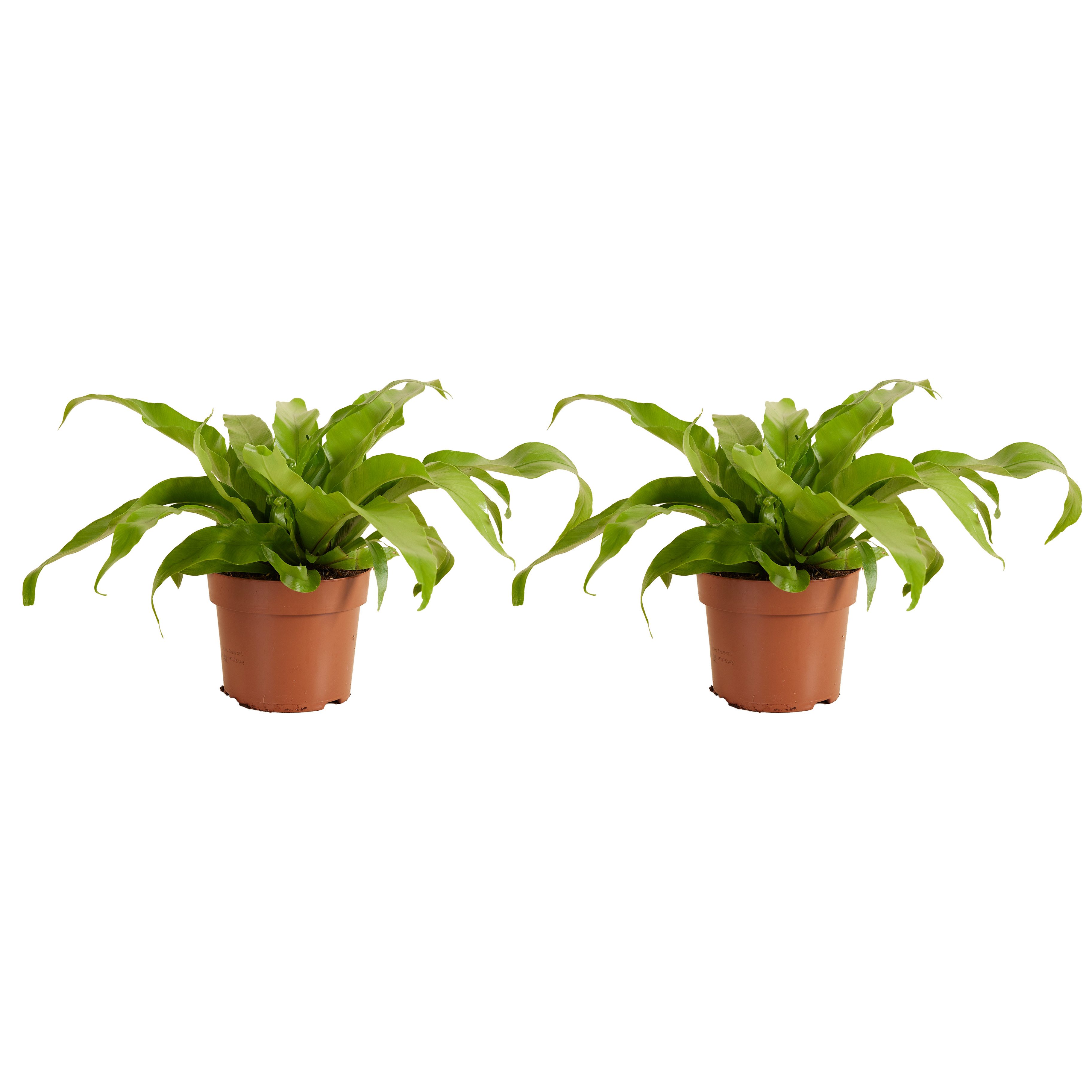 Bloomique Zimmerpflanze Bloomique - 2er - Set - Asplenium Antiquum - Vogelnestfarn - Zimmerpfl, 2 St.