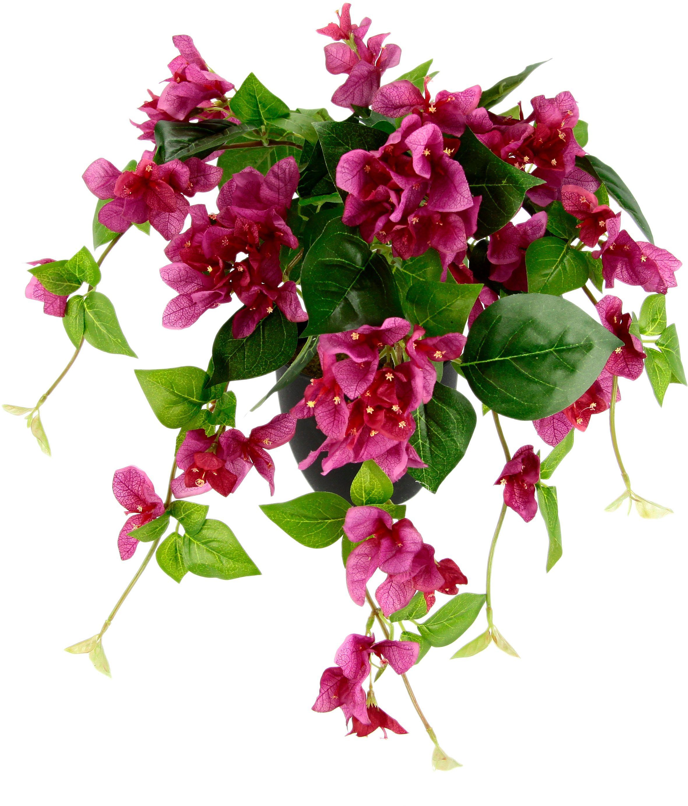 Kunstpflanze Bougainvillea, I.GE.A., Höhe 60 cm, im Kunststofftopf