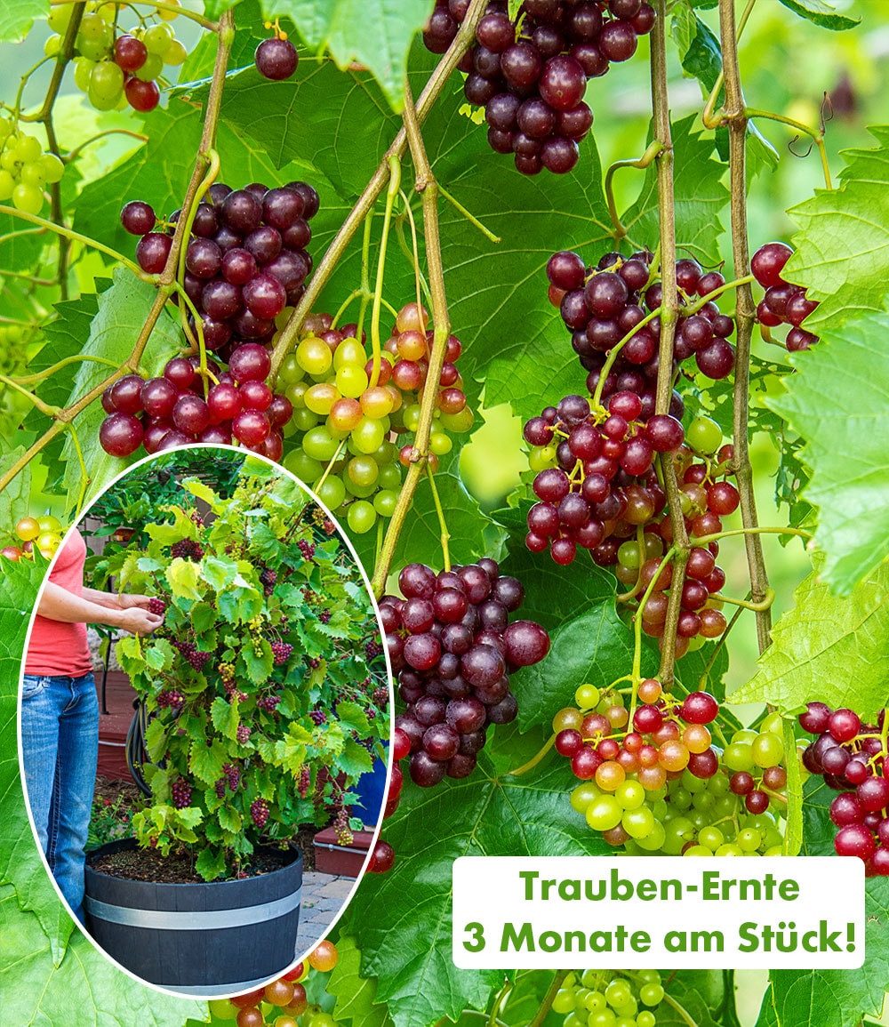 BALDUR Garten Obstpflanze Immertragende Tafel-Traube 'RazzMatazz®', 1 St., Hängepflanze, lange Blütezeit, essbar, pflegeleicht